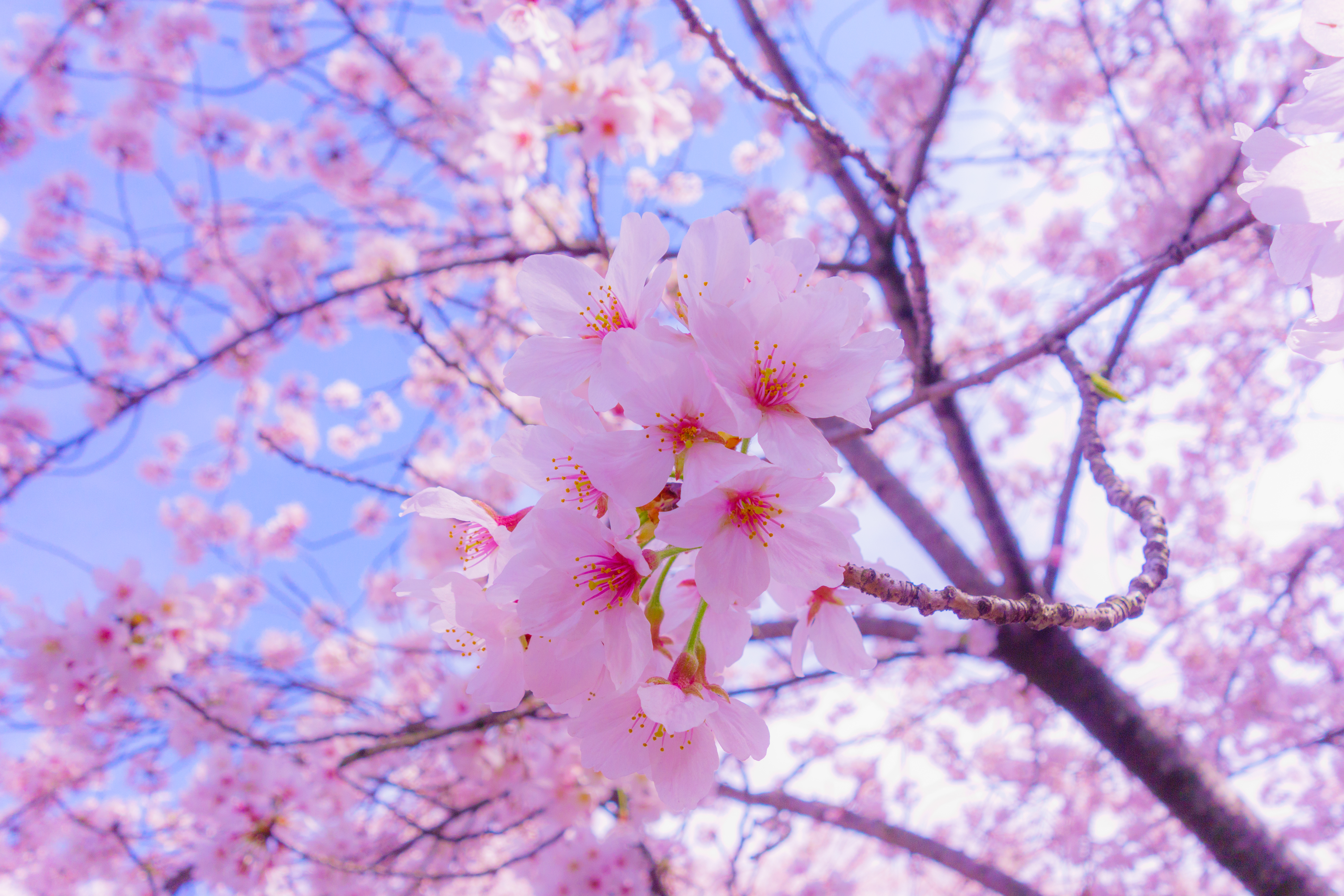 138012 télécharger le fond d'écran fleurs, rose, floraison, printemps, sakura, source - économiseurs d'écran et images gratuitement