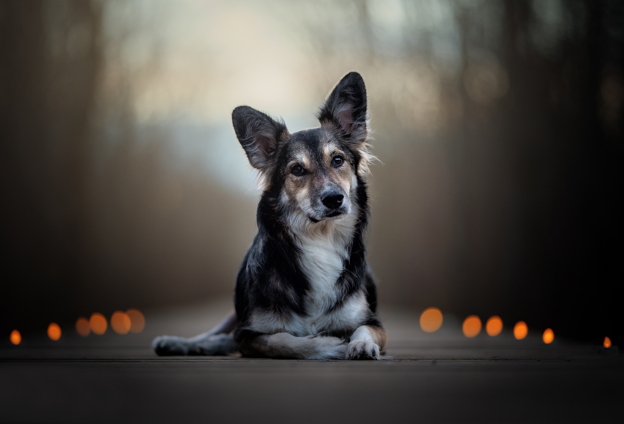 Baixe gratuitamente a imagem Animais, Cães, Cão, Profundidade De Campo na área de trabalho do seu PC