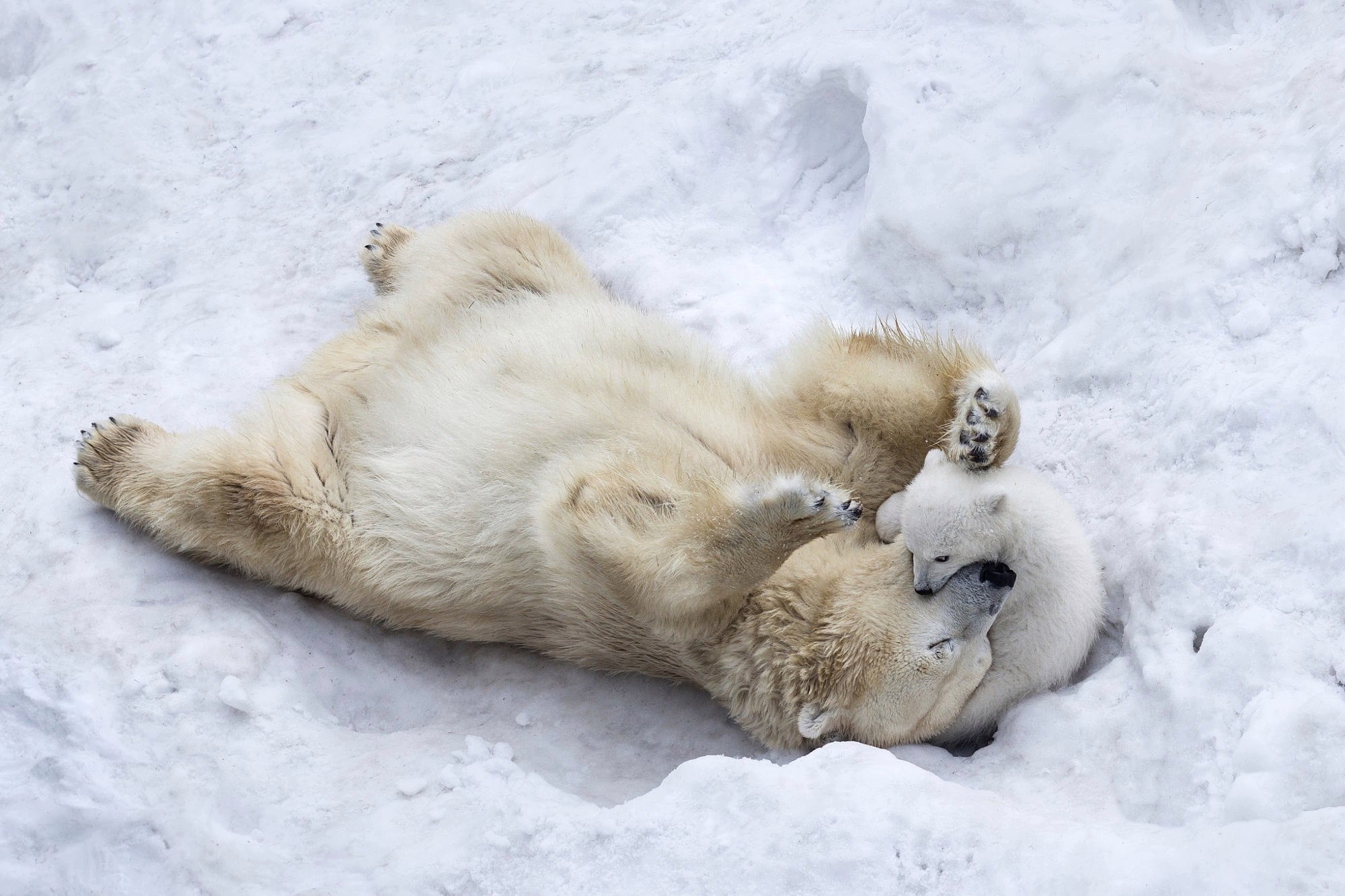 Download mobile wallpaper Snow, Bears, Love, Animal, Cute, Polar Bear, Playing, Hug, Cub for free.
