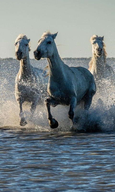 Téléchargez des papiers peints mobile Animaux, Eau, Éclaboussure, Cheval gratuitement.