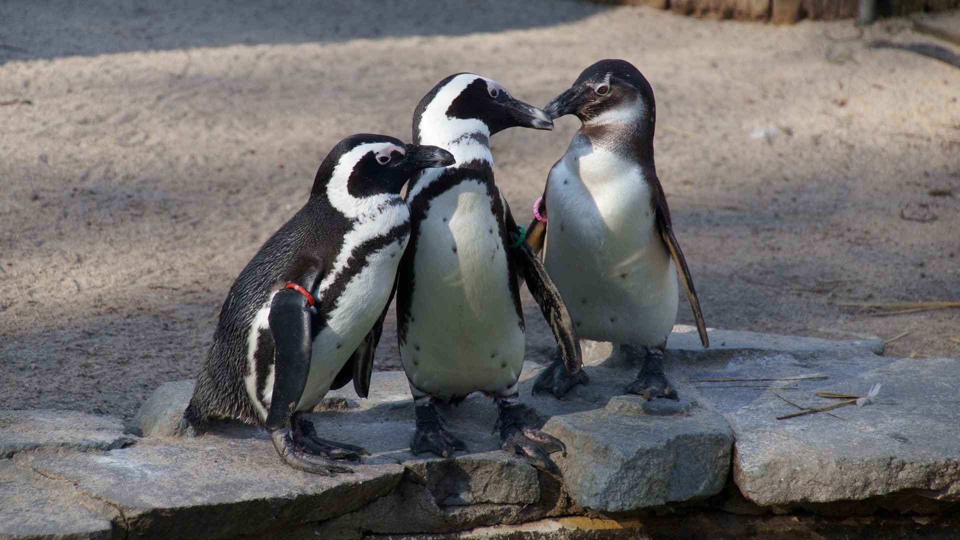 Handy-Wallpaper Tiere, Vögel, Süß, Pinguin, Zoo kostenlos herunterladen.