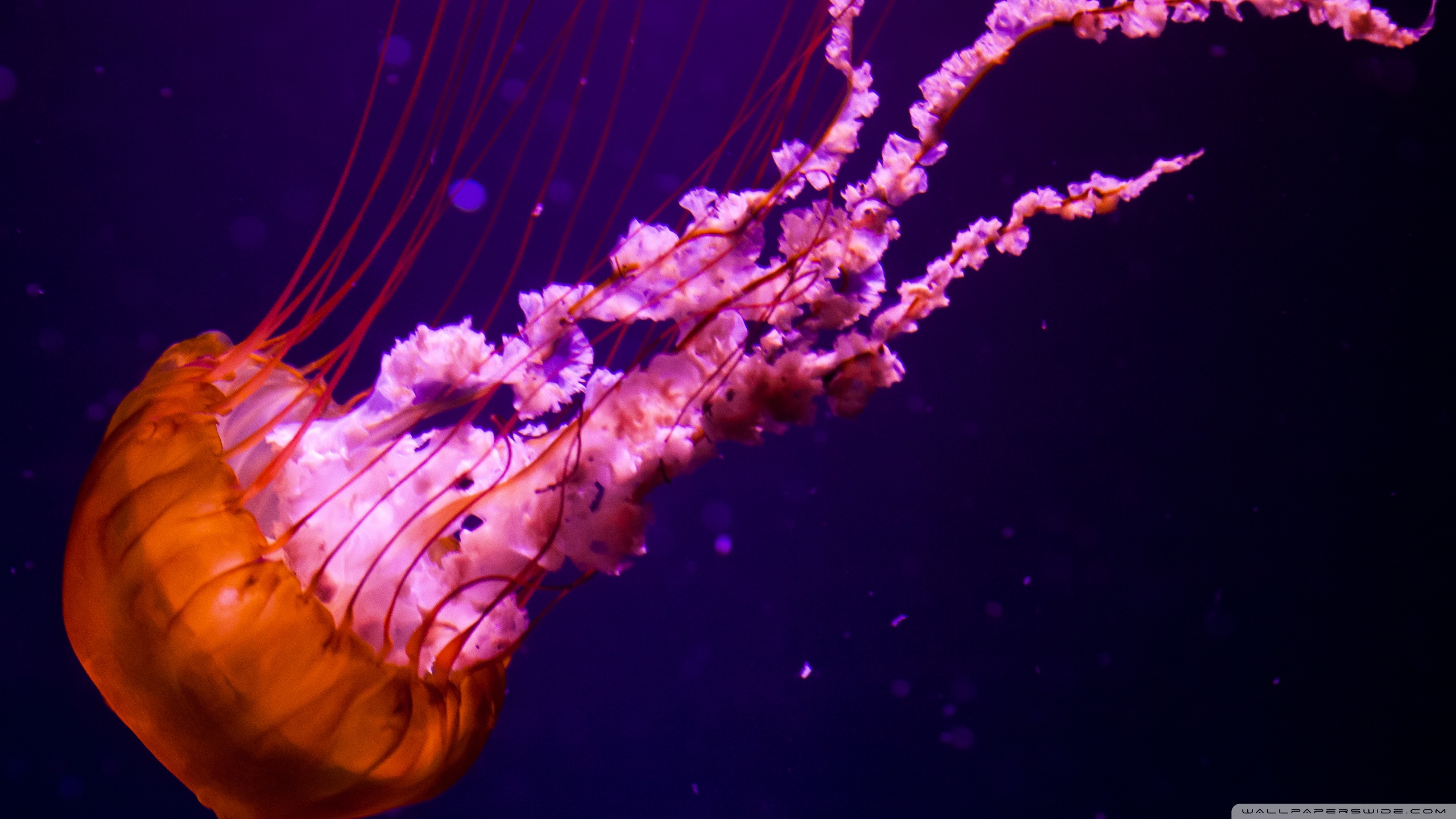 Download mobile wallpaper Jellyfish, Fishes, Animal for free.