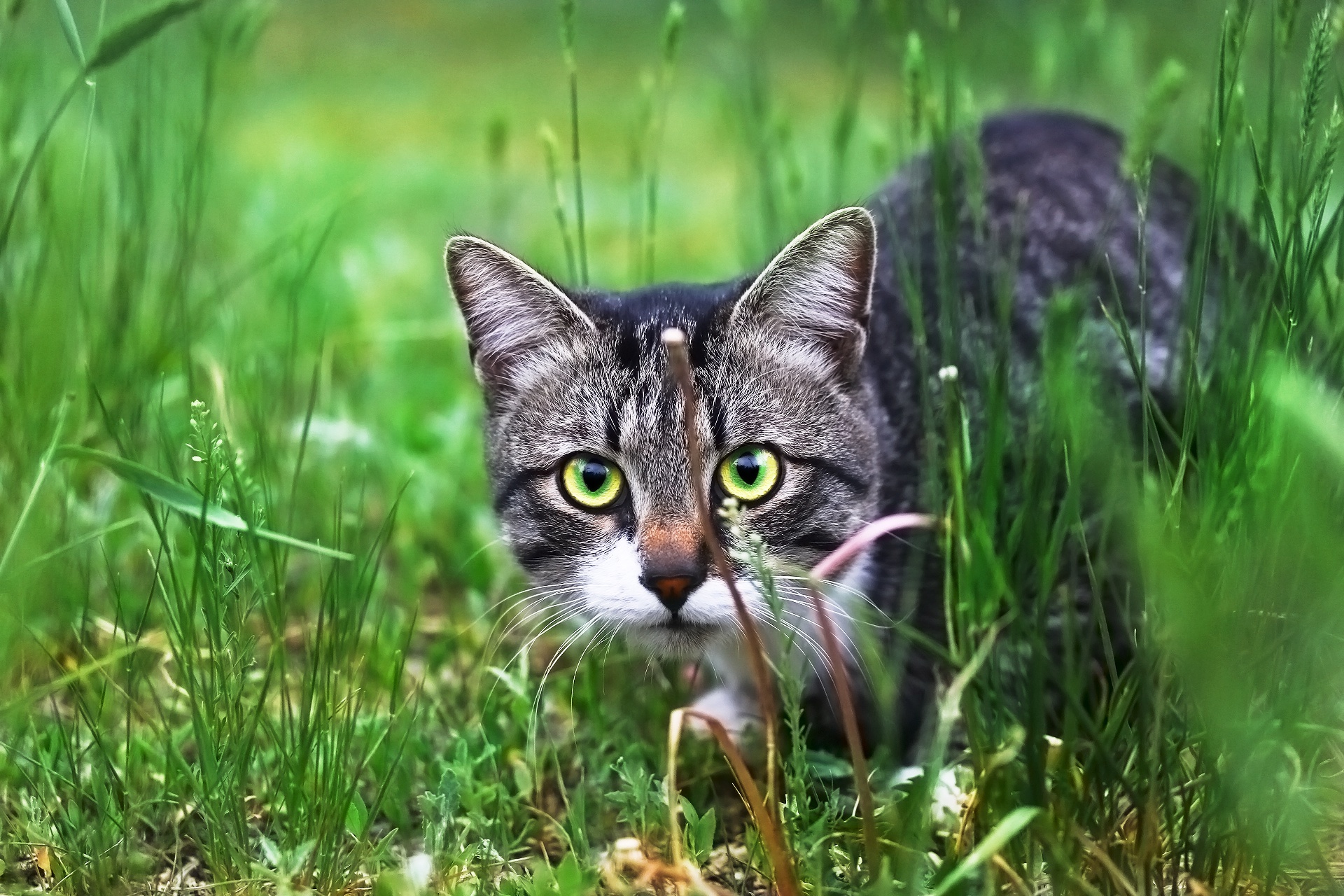 Téléchargez gratuitement l'image Animaux, Chats, Chat, Regard sur le bureau de votre PC