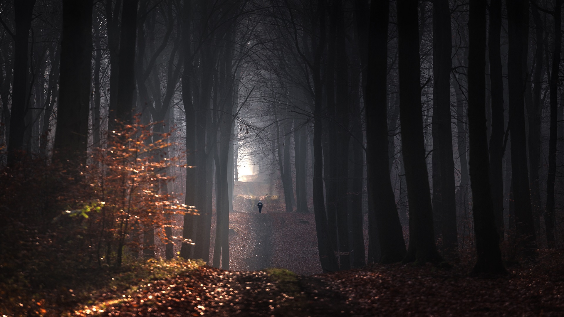 Free download wallpaper Forest, Tree, Fall, Path, Photography on your PC desktop