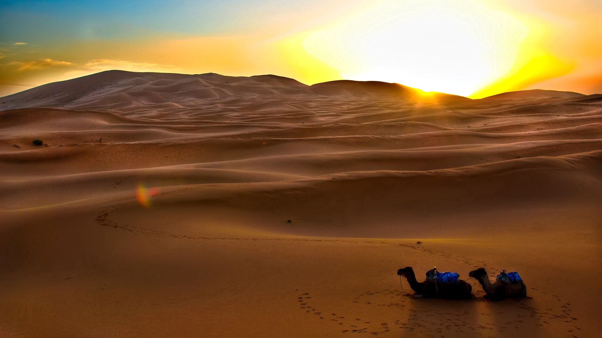 145014 descargar fondo de pantalla naturaleza, puesta del sol, sol, noche, arena, desierto, camellos, huellas, rastros: protectores de pantalla e imágenes gratis