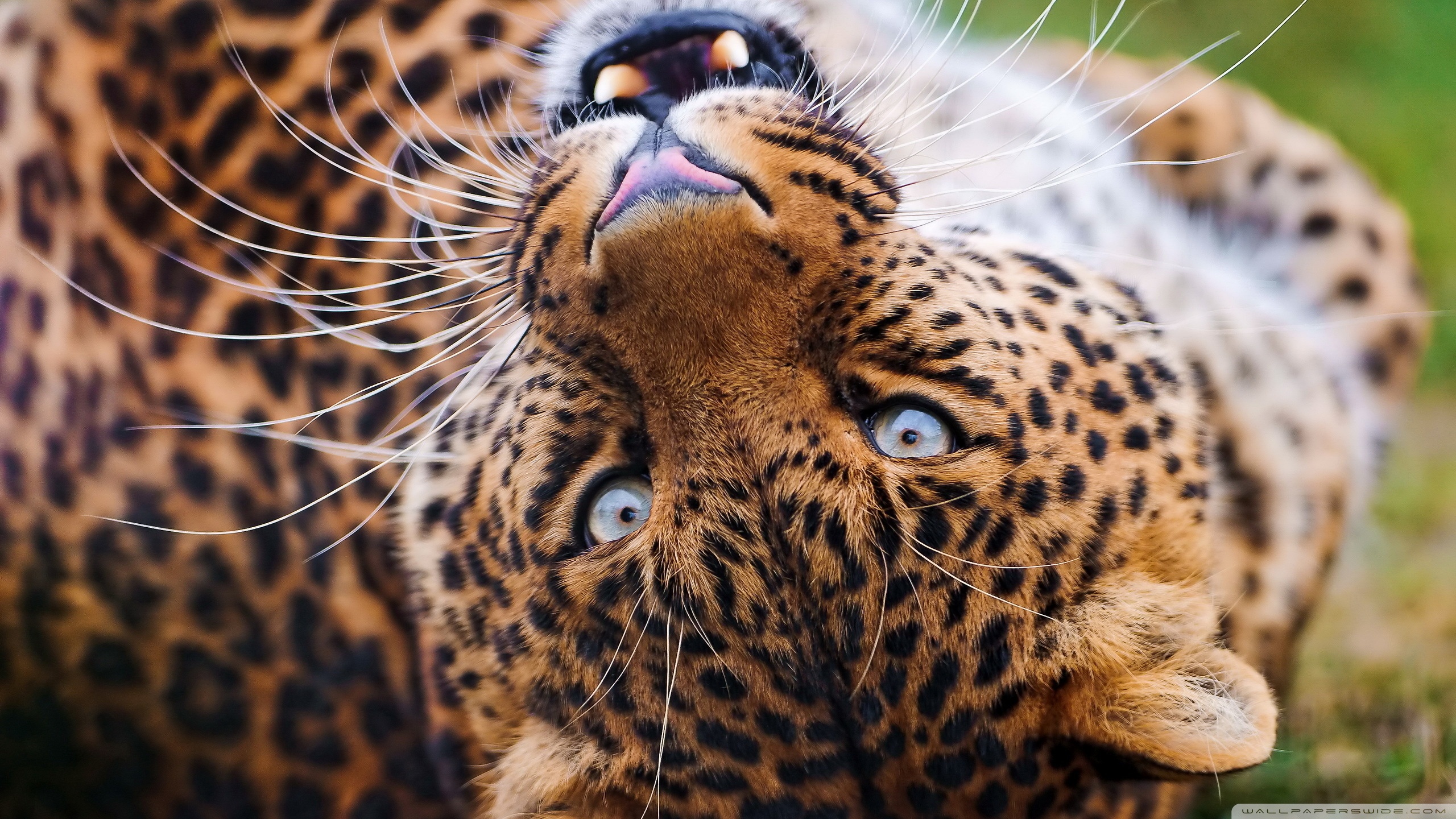 Free download wallpaper Jaguar, Cats, Animal on your PC desktop
