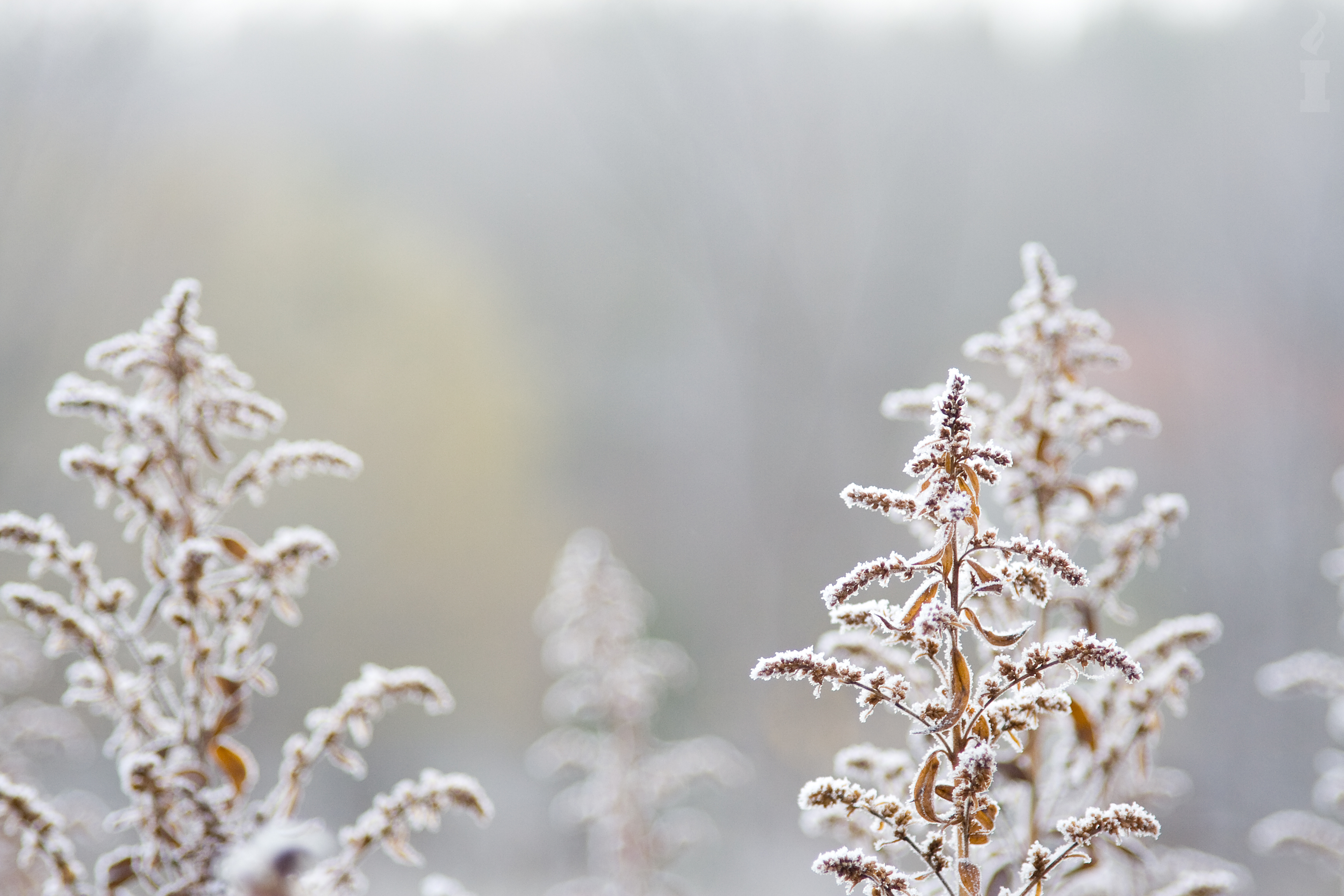 Descarga gratuita de fondo de pantalla para móvil de Hielo, Tierra/naturaleza.