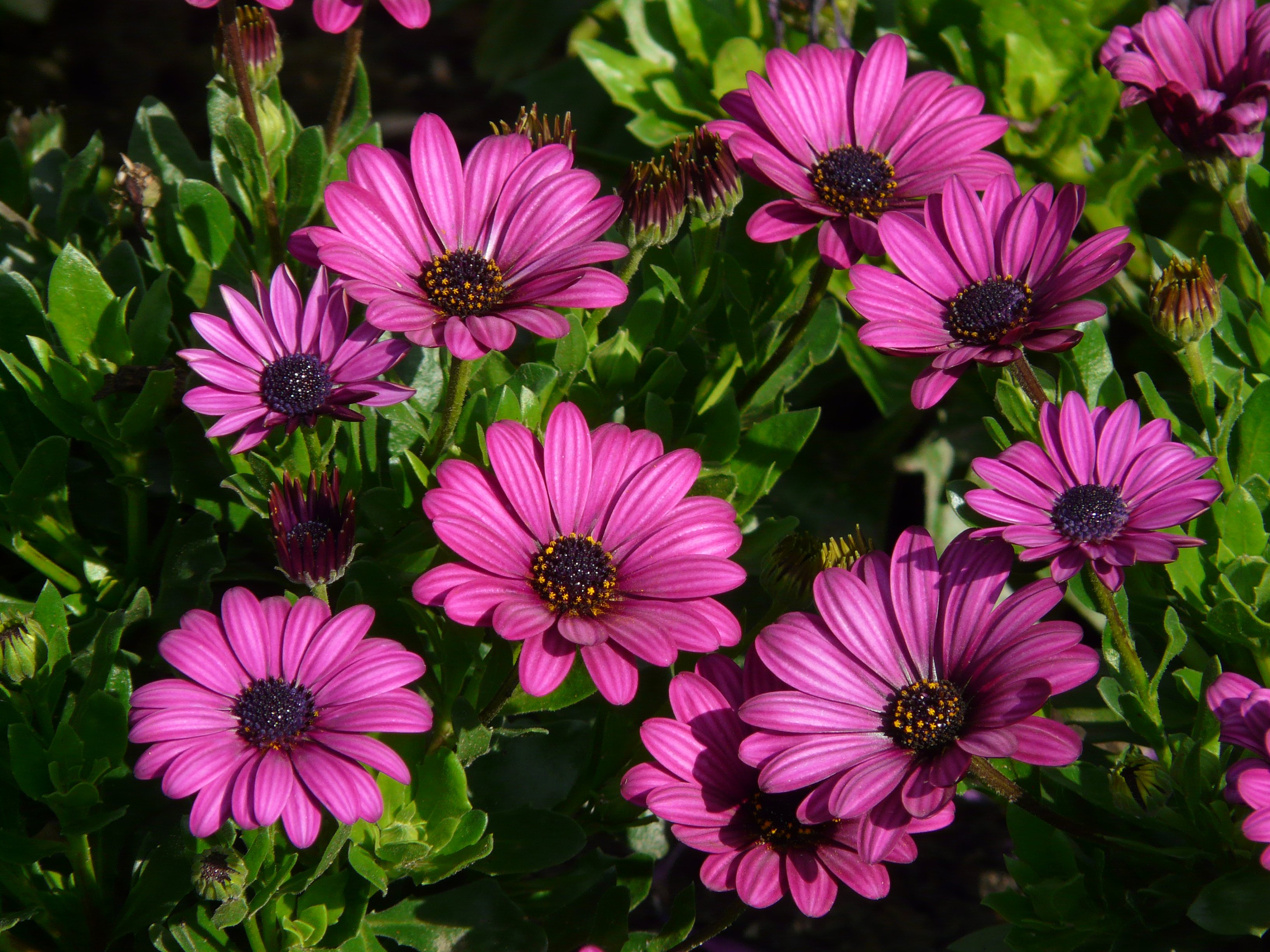 Laden Sie das Blume, Gänseblümchen, Lila Blume, Erde/natur, Kapkörbchen-Bild kostenlos auf Ihren PC-Desktop herunter