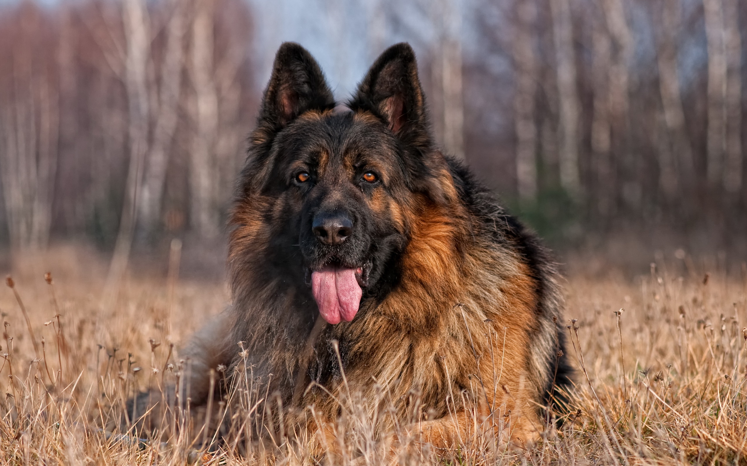 288200 descargar imagen pastor alemán, animales, perros: fondos de pantalla y protectores de pantalla gratis