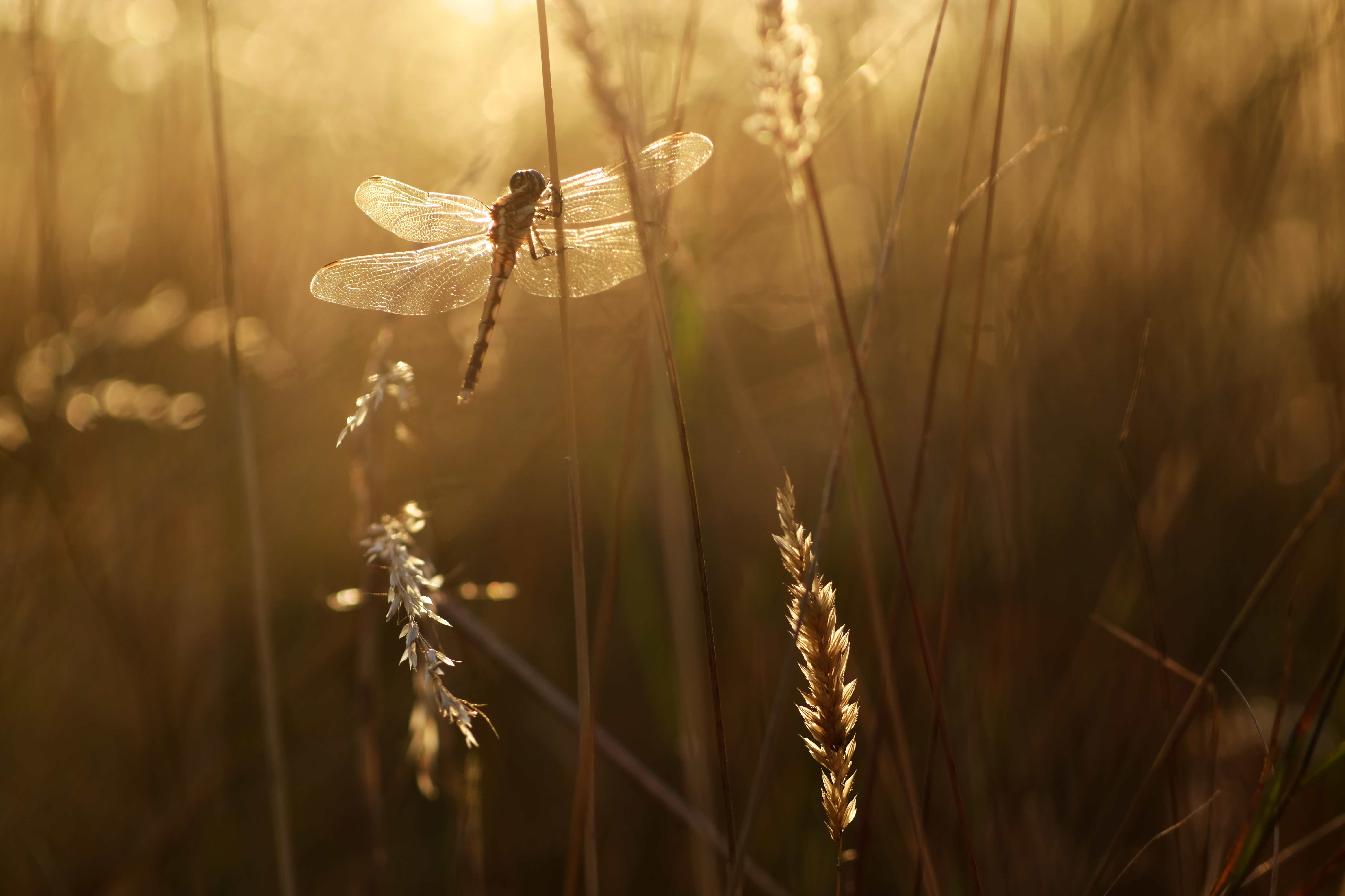 Free download wallpaper Grass, Beams, Rays, Insect, Dragonfly, Animals, Wings on your PC desktop
