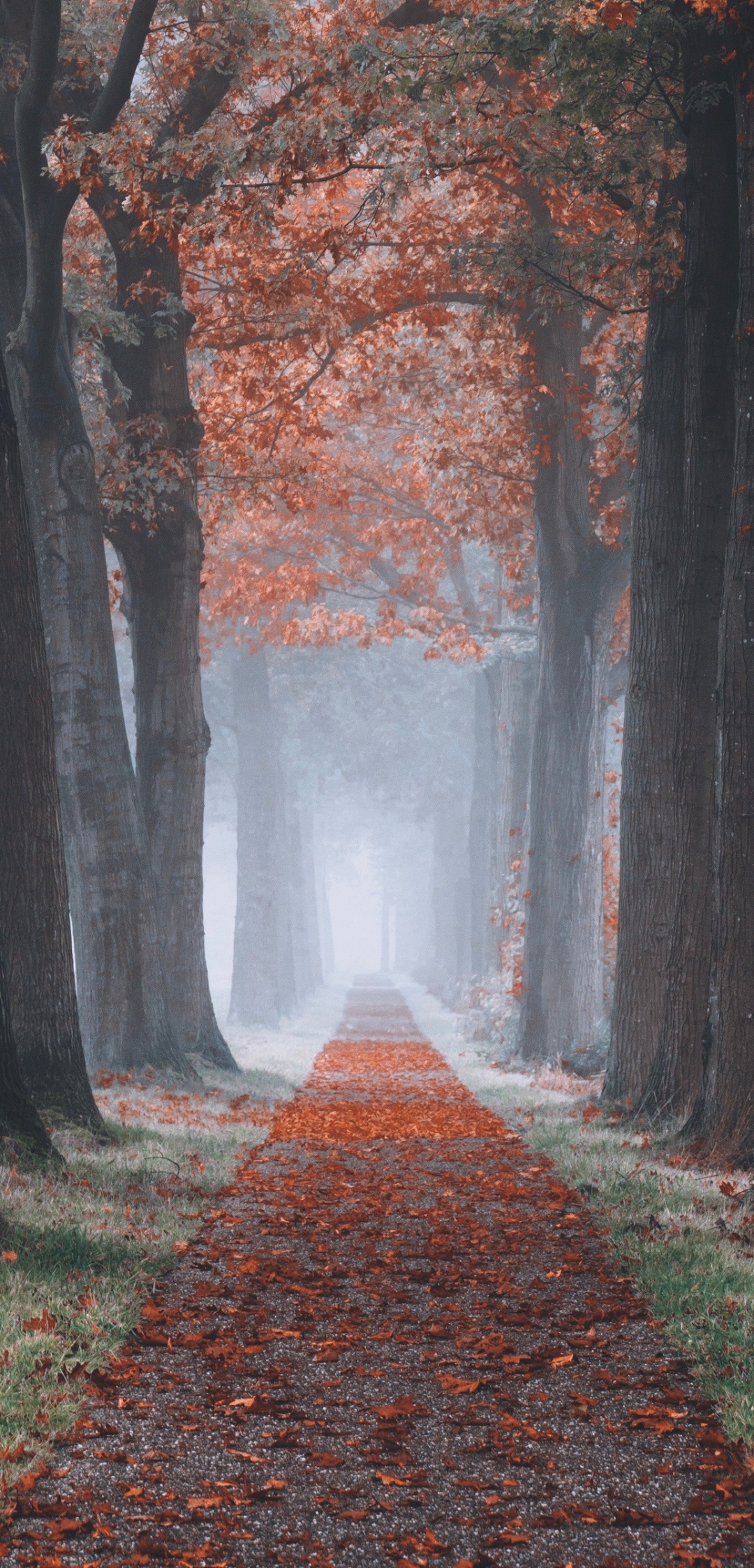 Download mobile wallpaper Nature, Tree, Fog, Fall, Earth, Path, Tree Lined for free.