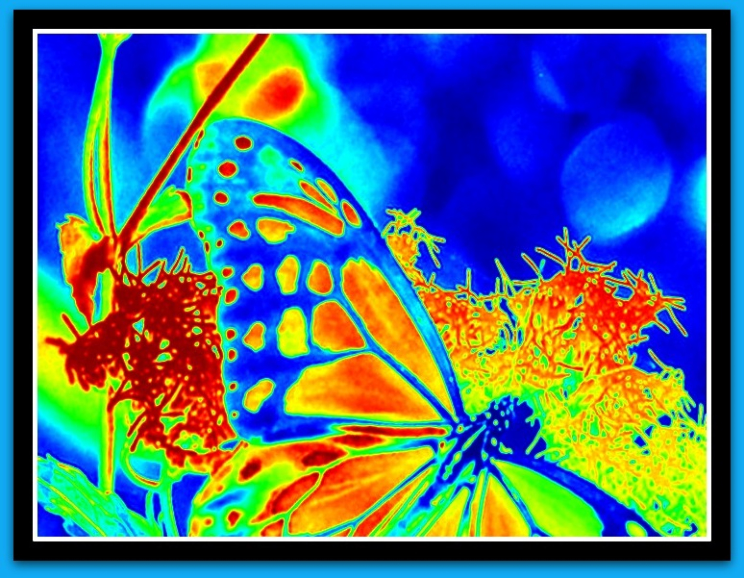 Descarga gratuita de fondo de pantalla para móvil de Insecto, Colores, Mariposa, Artístico.