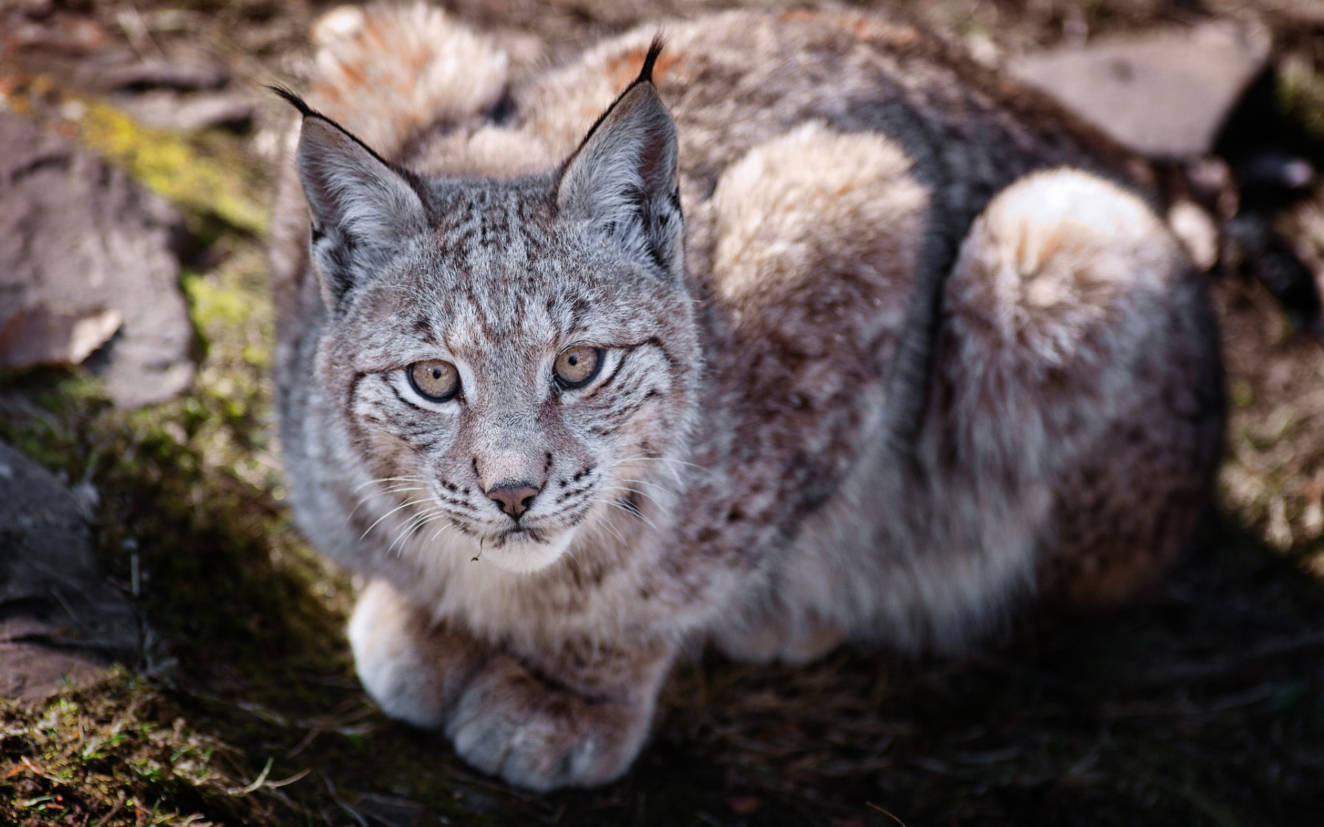 Téléchargez gratuitement l'image Animaux, Chats, Lynx sur le bureau de votre PC