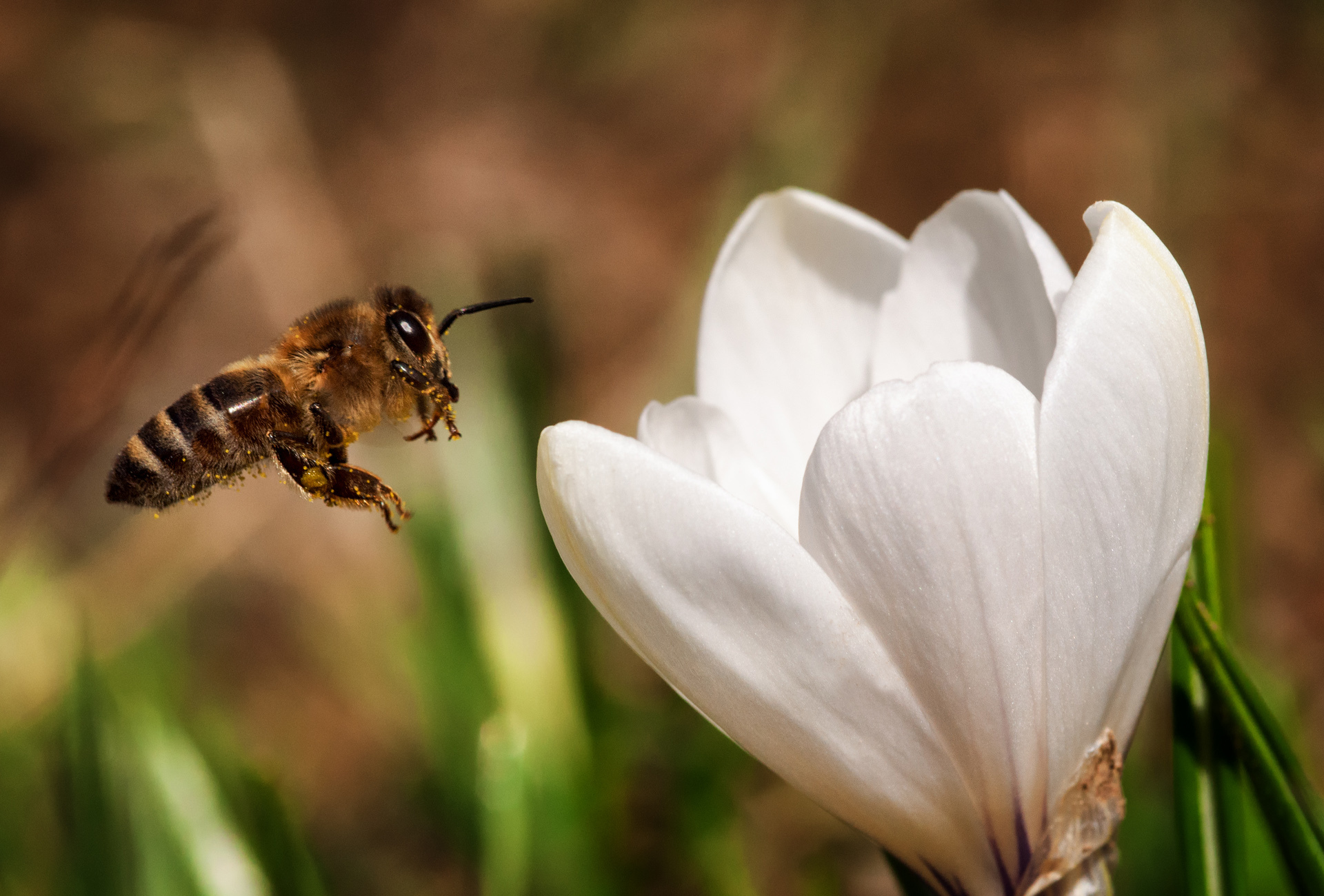 無料モバイル壁紙動物, 昆虫, 大きい, 蜂, 白い花, 虫をダウンロードします。