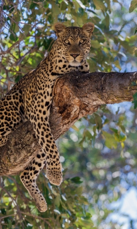 Baixar papel de parede para celular de Animais, Gatos, Leopardo gratuito.