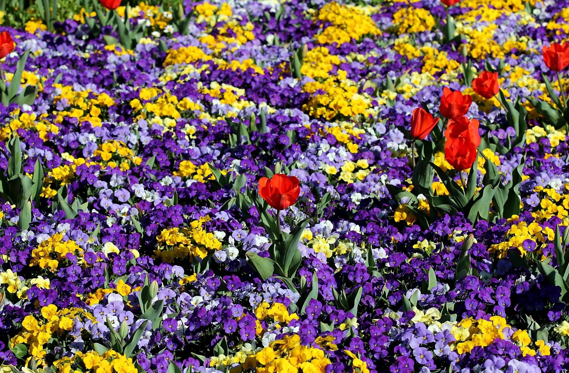 Laden Sie das Frühling, Stiefmütterchen, Blumenbeet, Blumen, Tulpen-Bild kostenlos auf Ihren PC-Desktop herunter