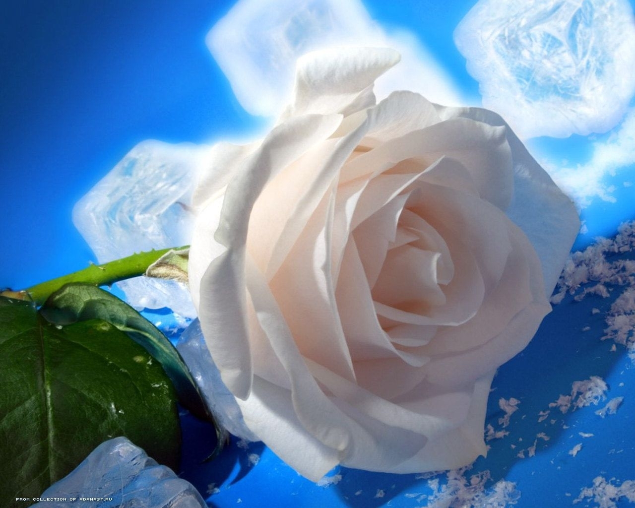 Descarga gratuita de fondo de pantalla para móvil de Flores, Roses, Plantas.