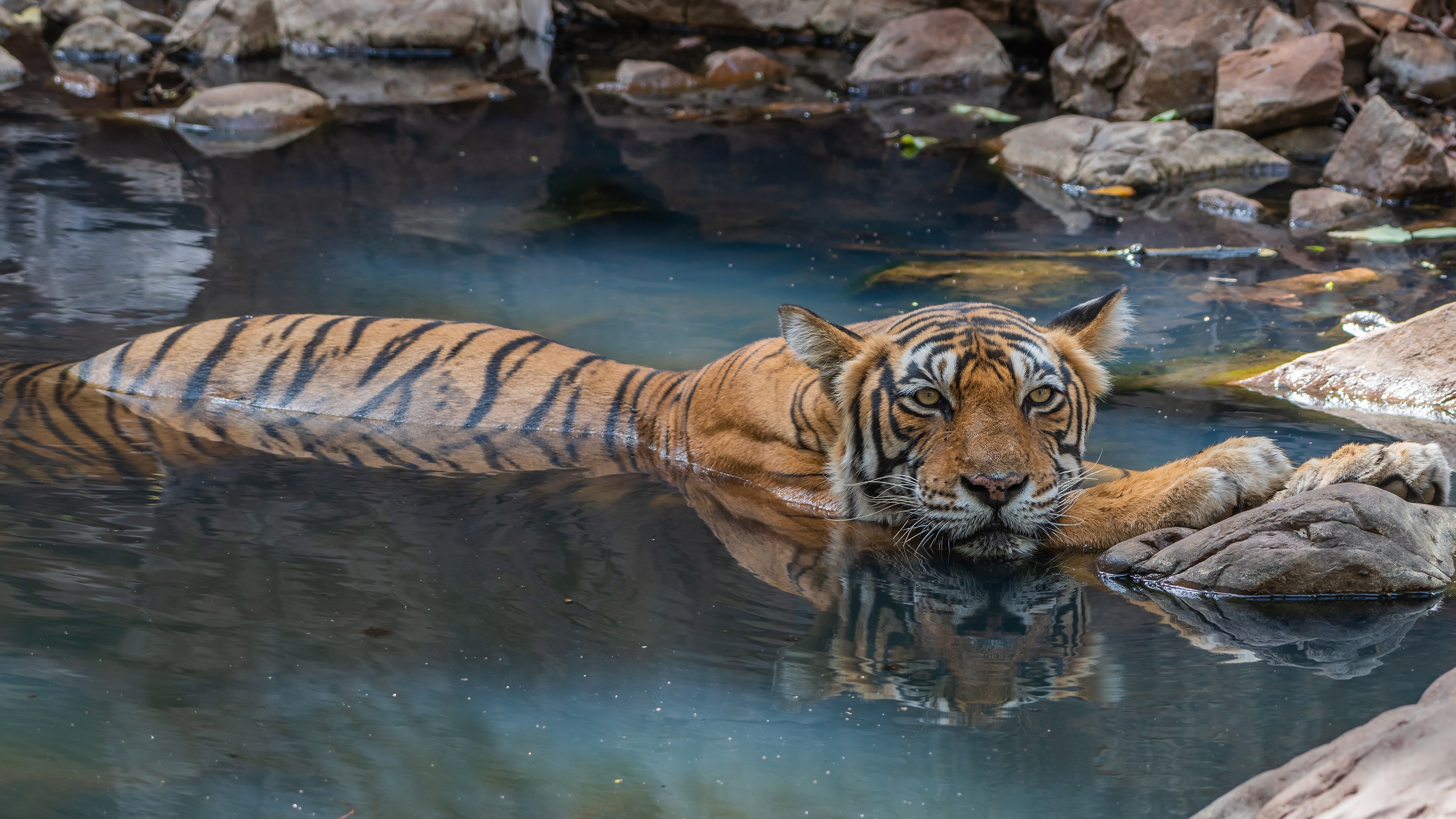 Free download wallpaper Cats, Tiger, Animal, Pond on your PC desktop