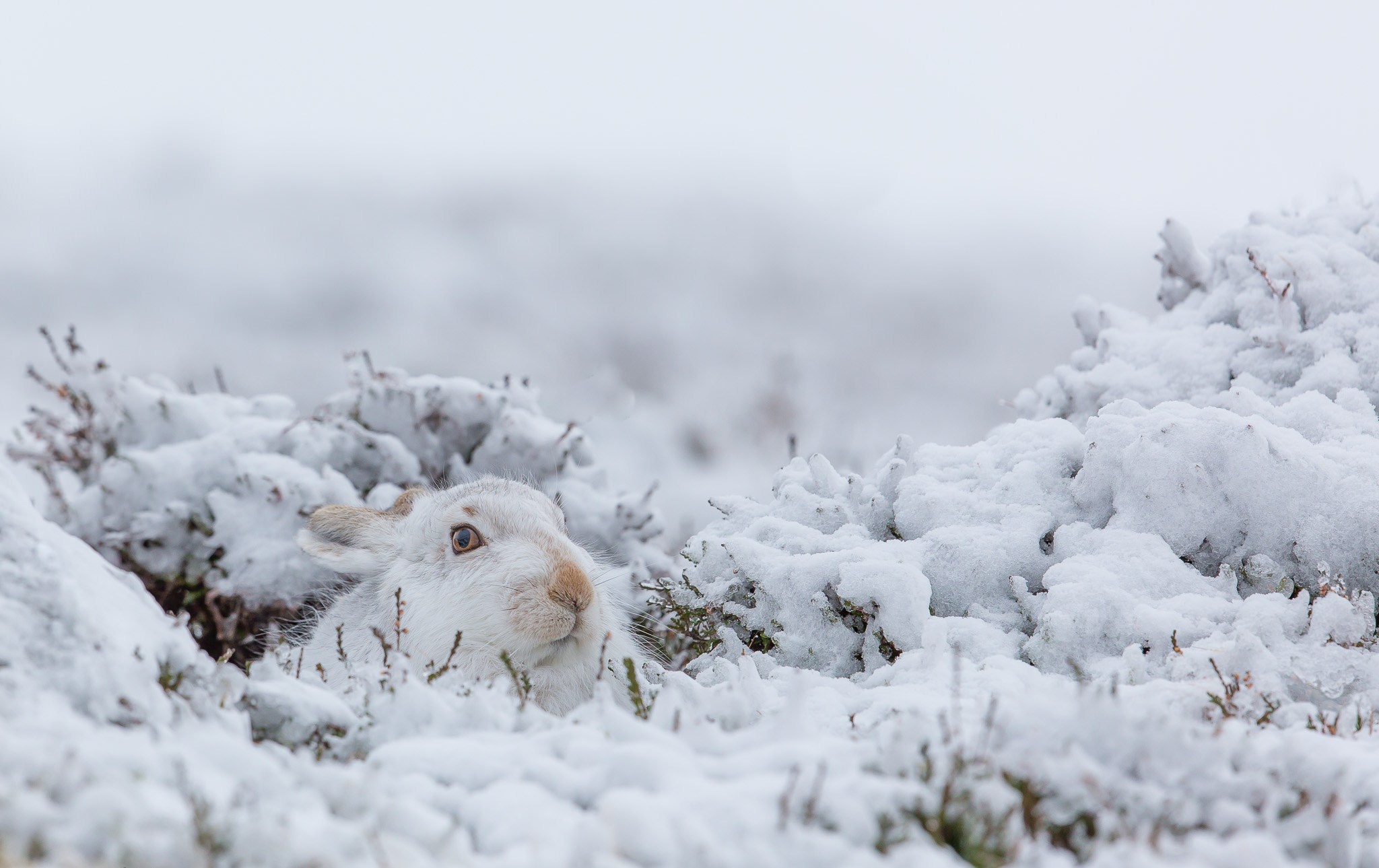 Download mobile wallpaper Winter, Snow, Animal, Rabbit for free.