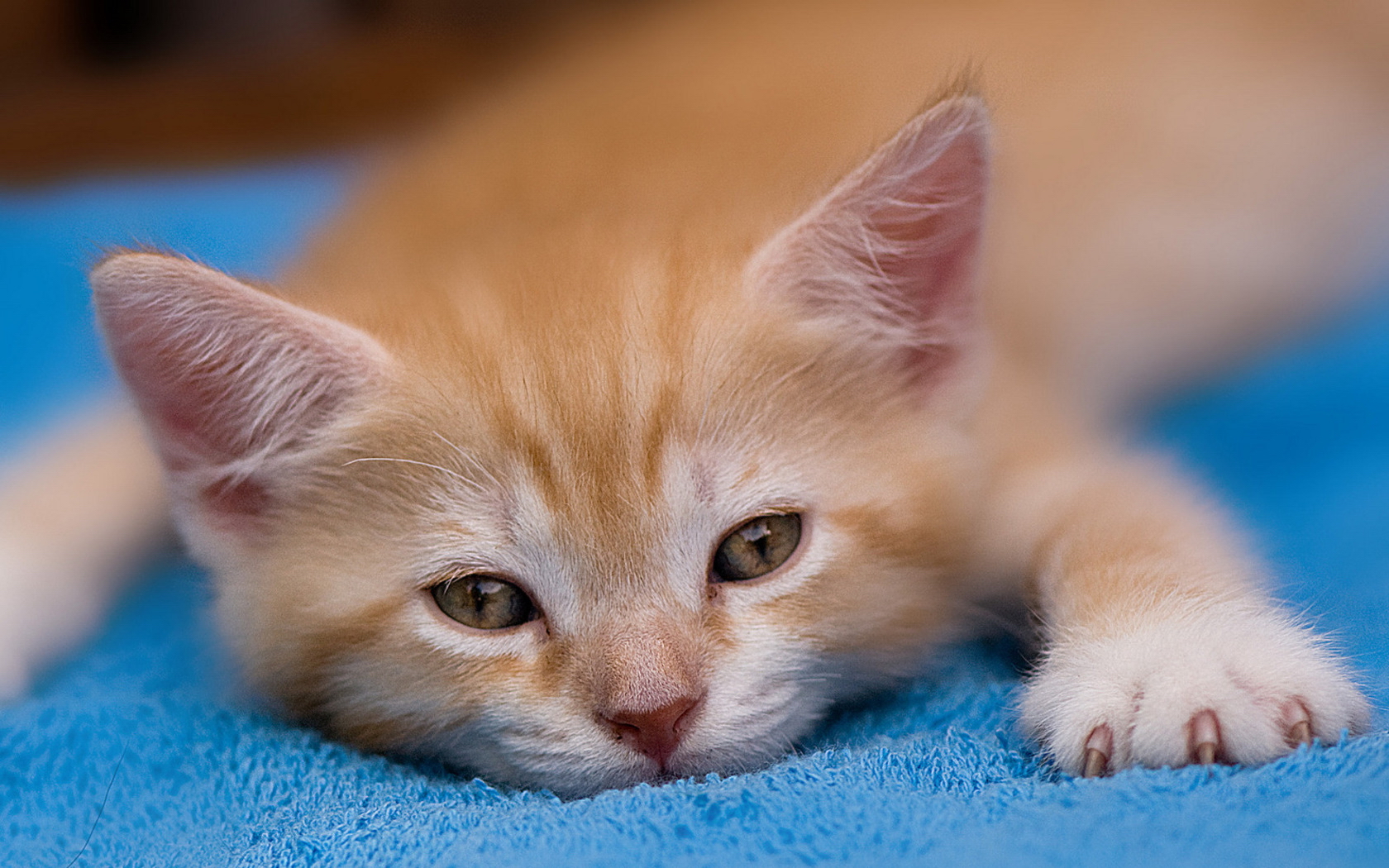 無料モバイル壁紙動物, ネコ, 猫をダウンロードします。