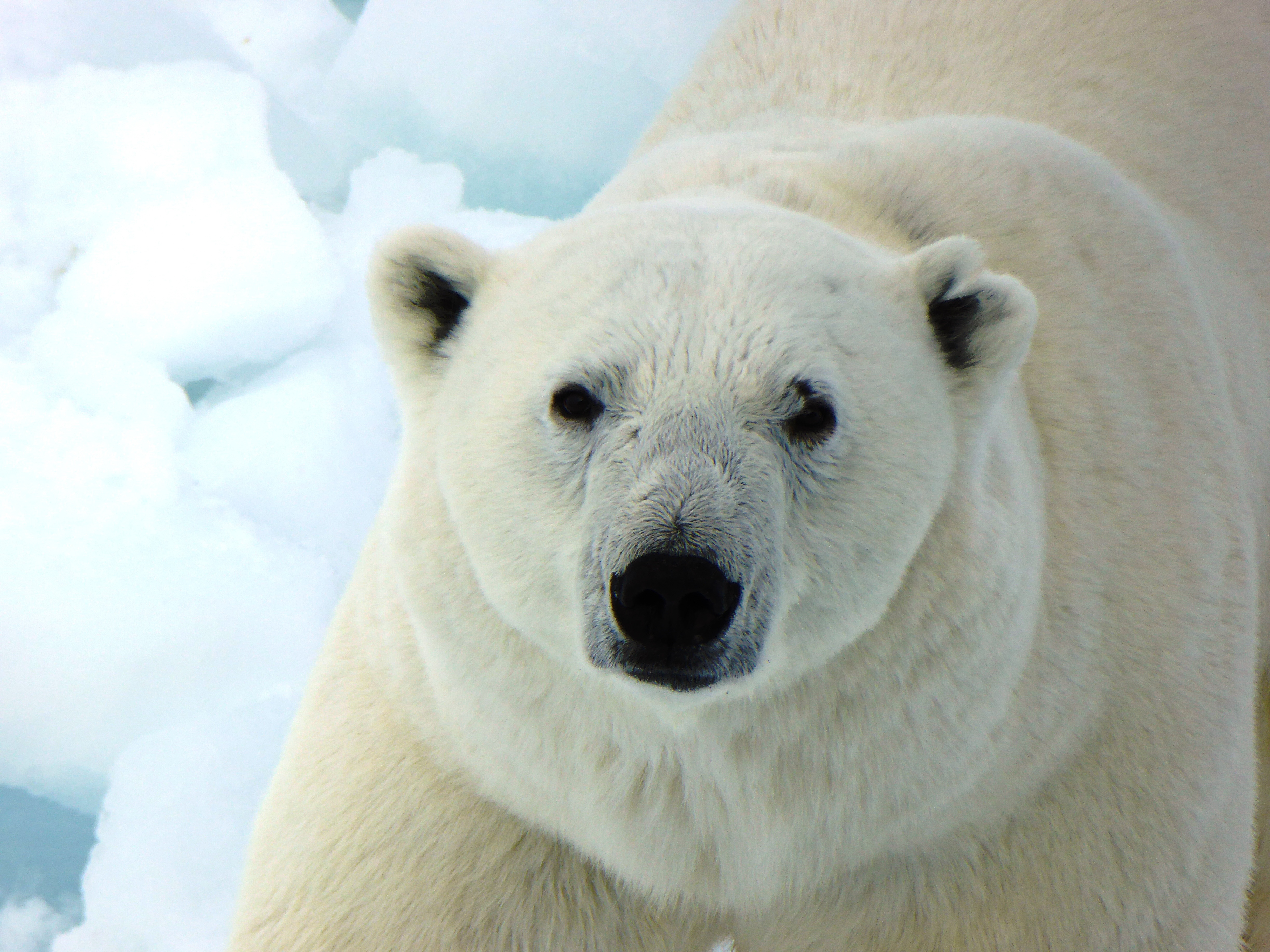 66911 скачать обои белый медведь, полярный медведь, животные, хищник - заставки и картинки бесплатно