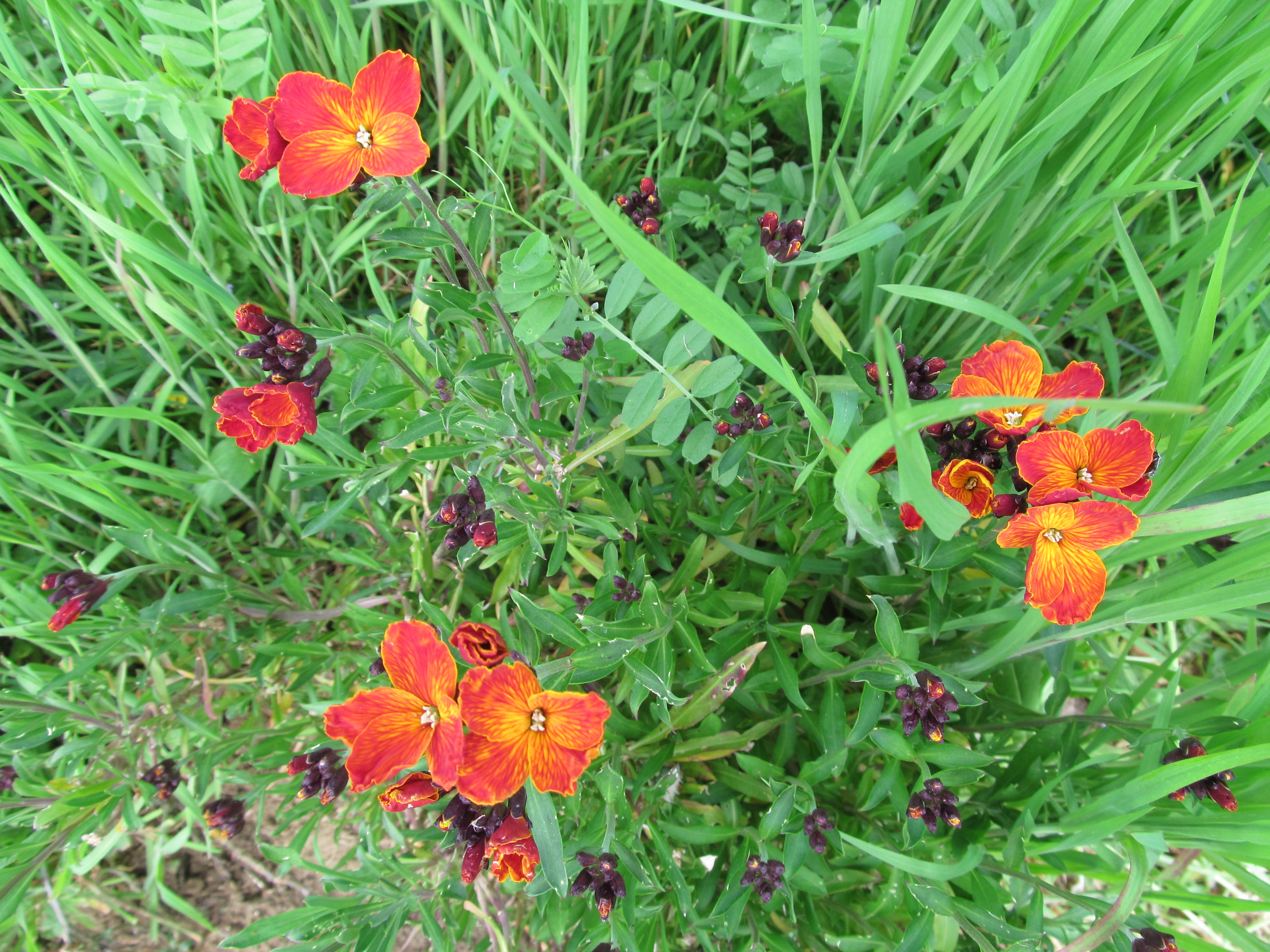 Descarga gratuita de fondo de pantalla para móvil de Flores, Flor, Tierra/naturaleza.