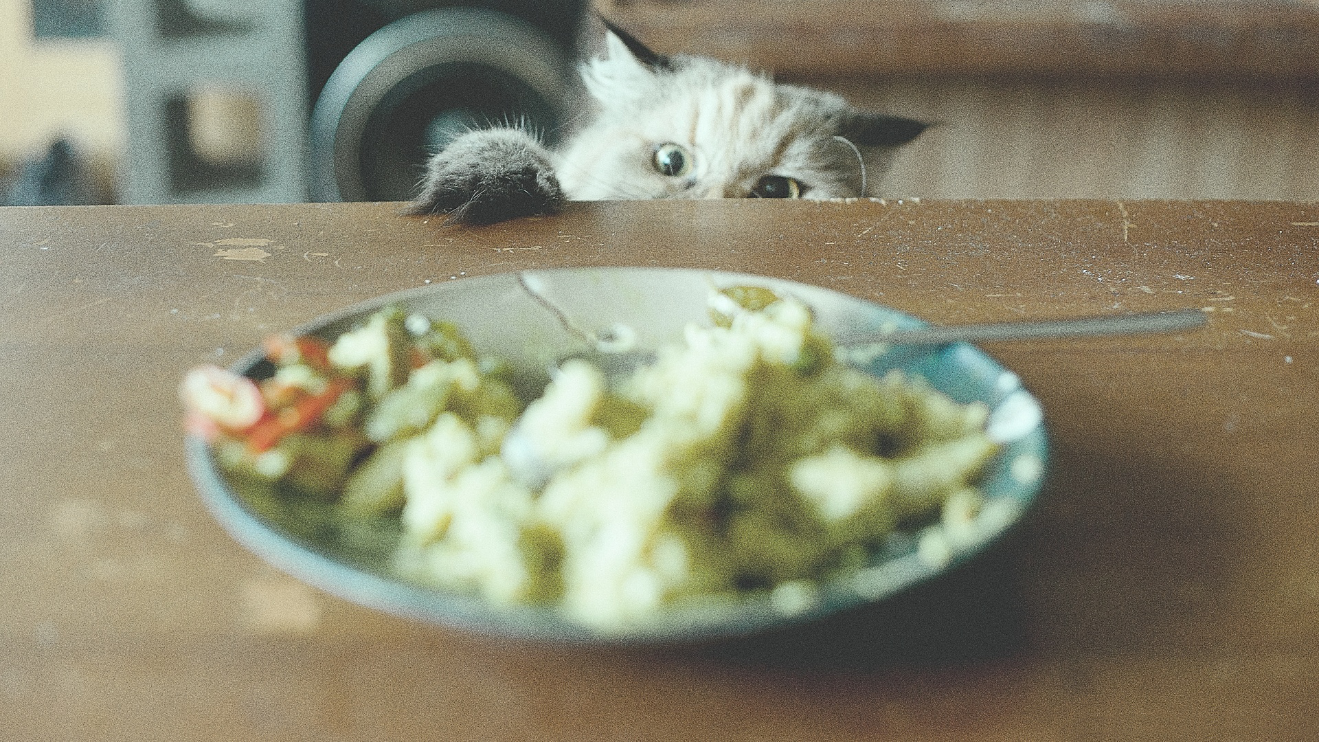 Baixe gratuitamente a imagem Animais, Gatos, Gato na área de trabalho do seu PC