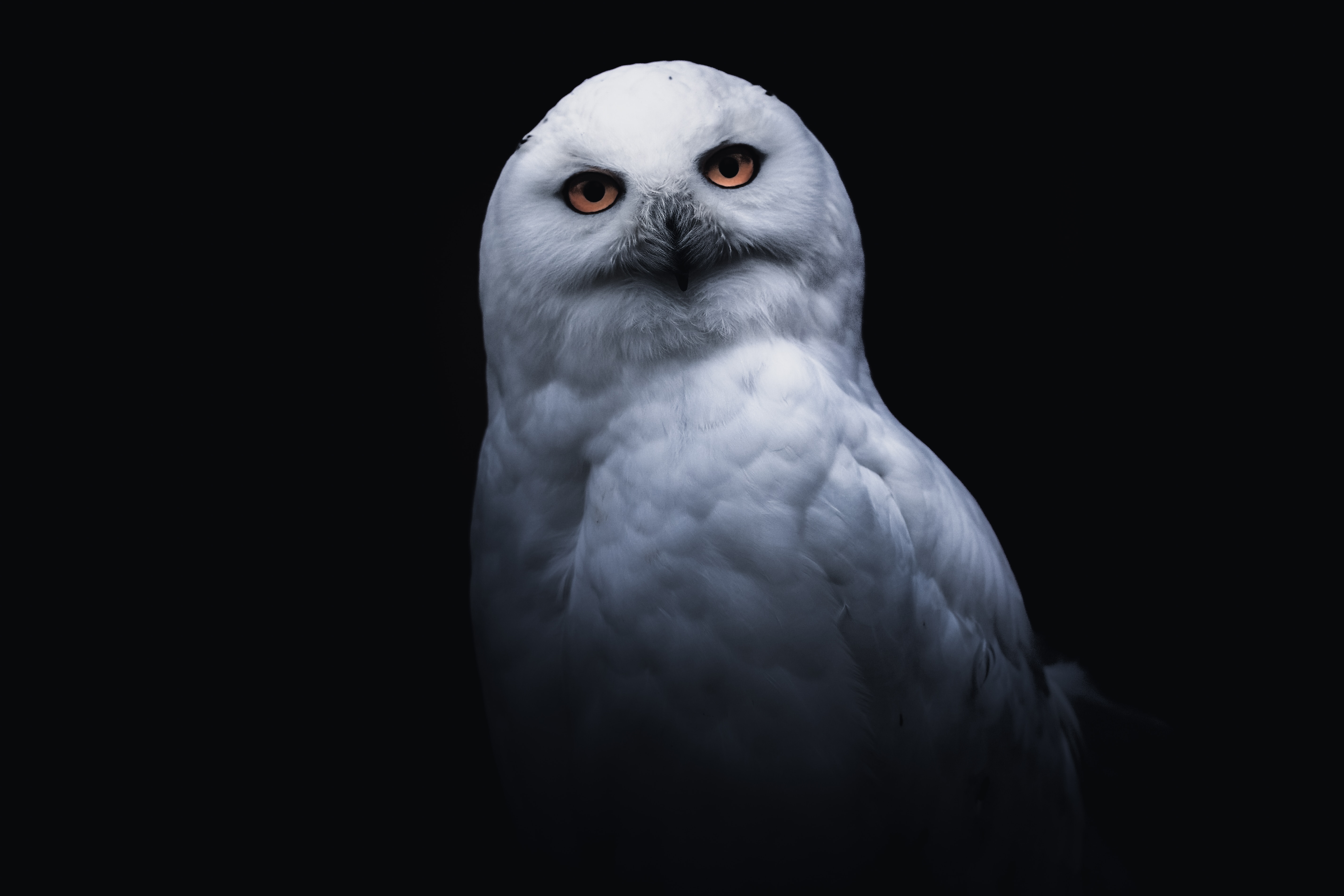 Free download wallpaper Sight, Opinion, Animals, Bird, Owl on your PC desktop