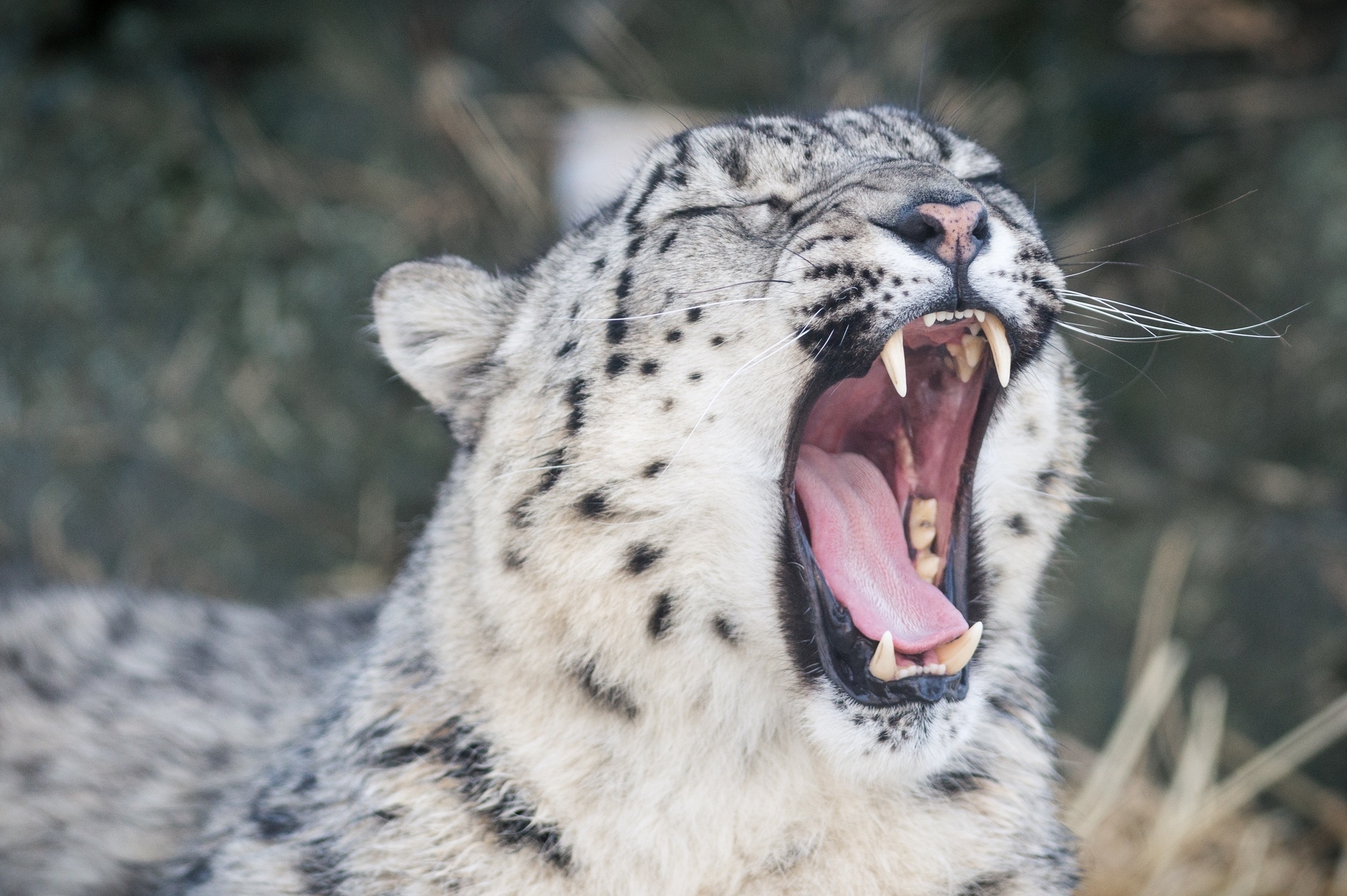 98395 télécharger l'image snow leopard, animaux, léopard, museau, muselière, tomber, prédateur, crocs, bouche, chat sauvage, irbis, langue, bâillements, bâille - fonds d'écran et économiseurs d'écran gratuits