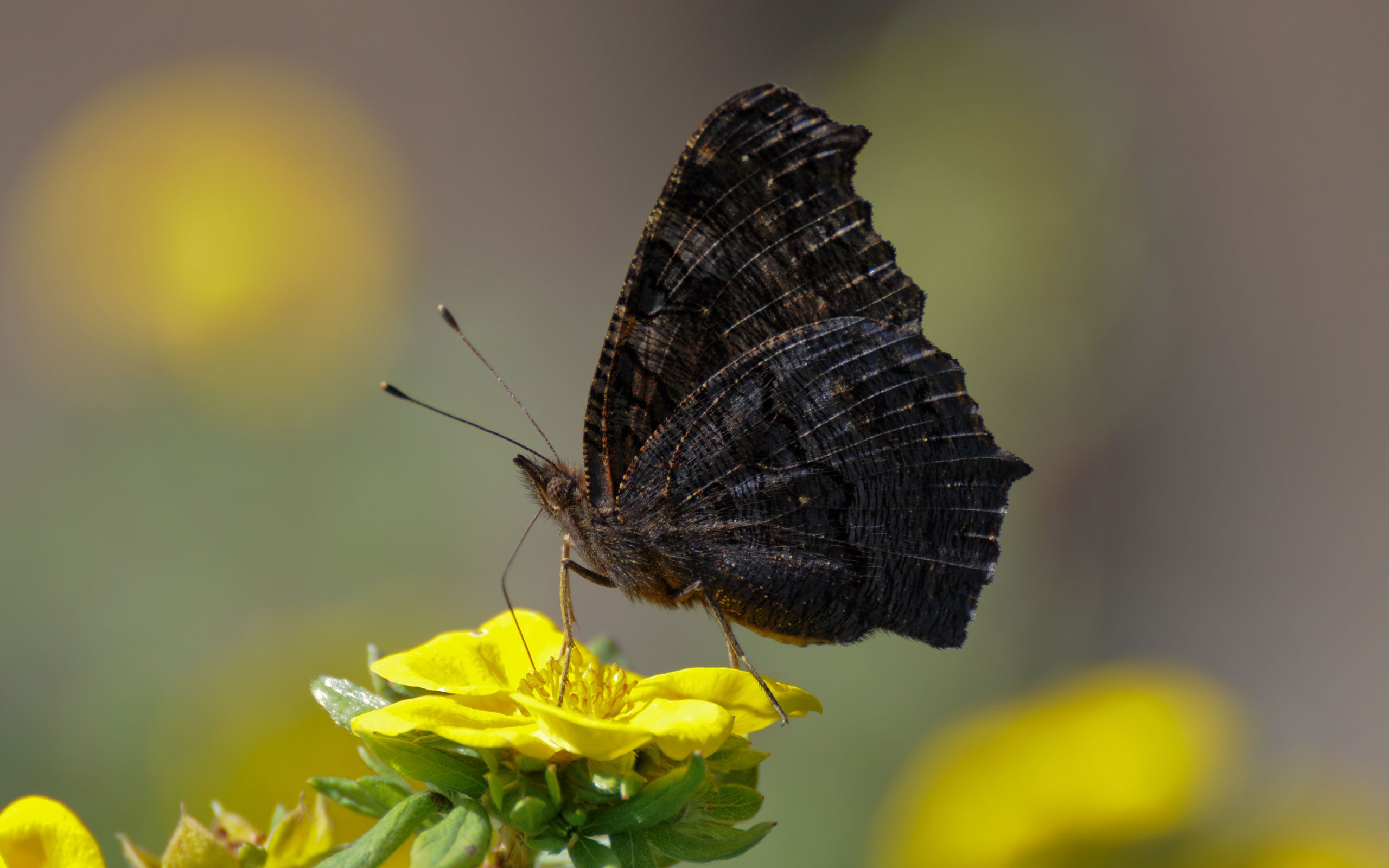 Download mobile wallpaper Butterfly, Animal for free.