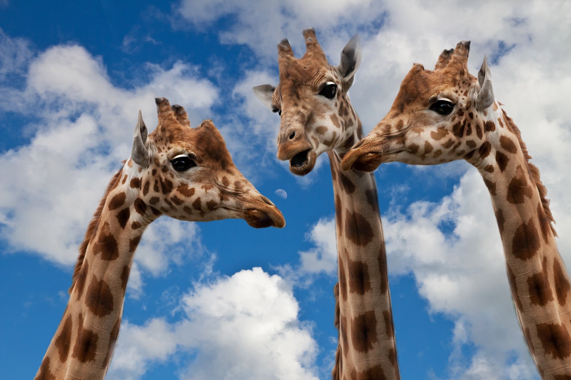 Baixar papel de parede para celular de Animais, Girafa gratuito.