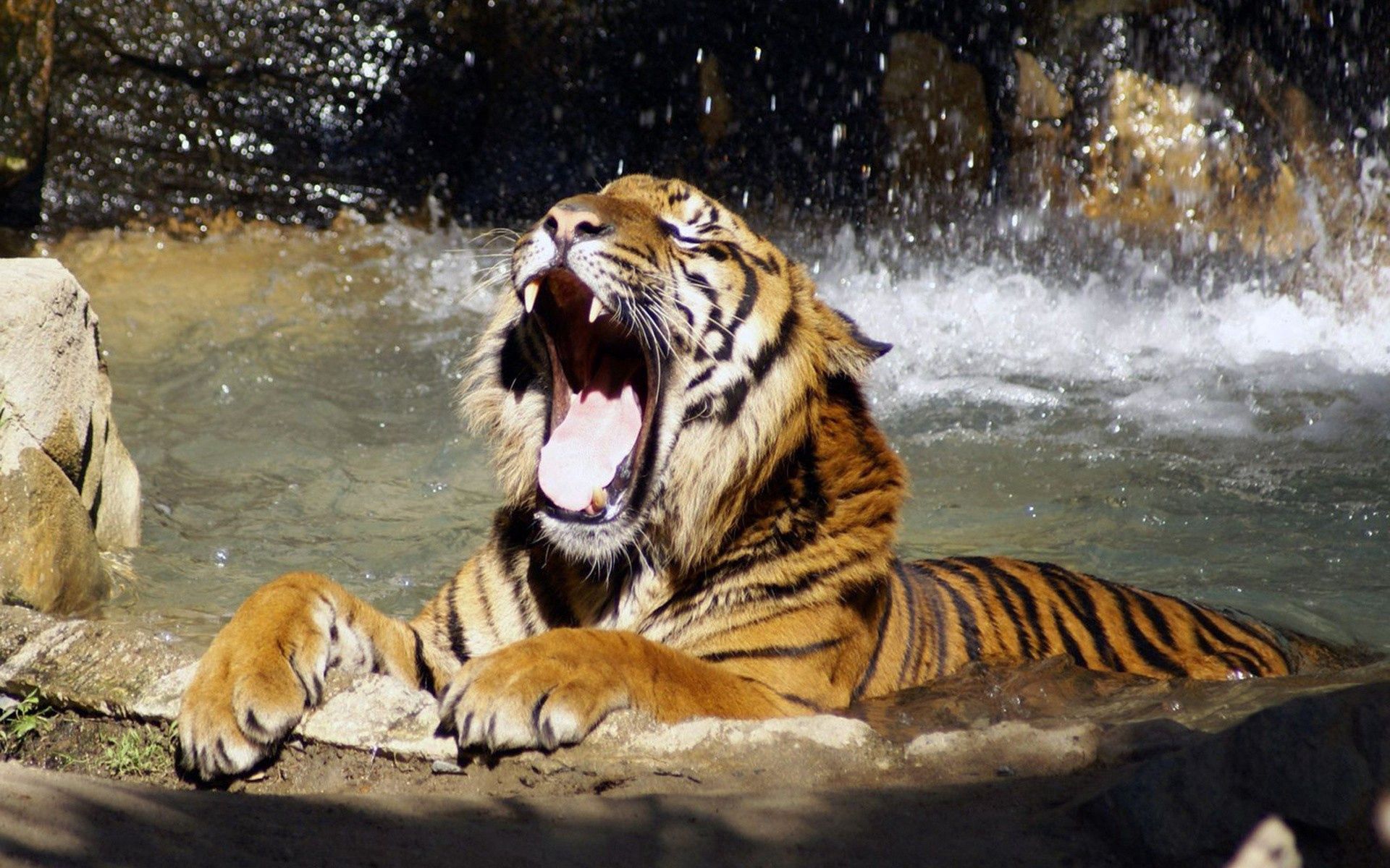 Free download wallpaper Water, Grin, Muzzle, Predator, Tiger, Anger, Animals on your PC desktop