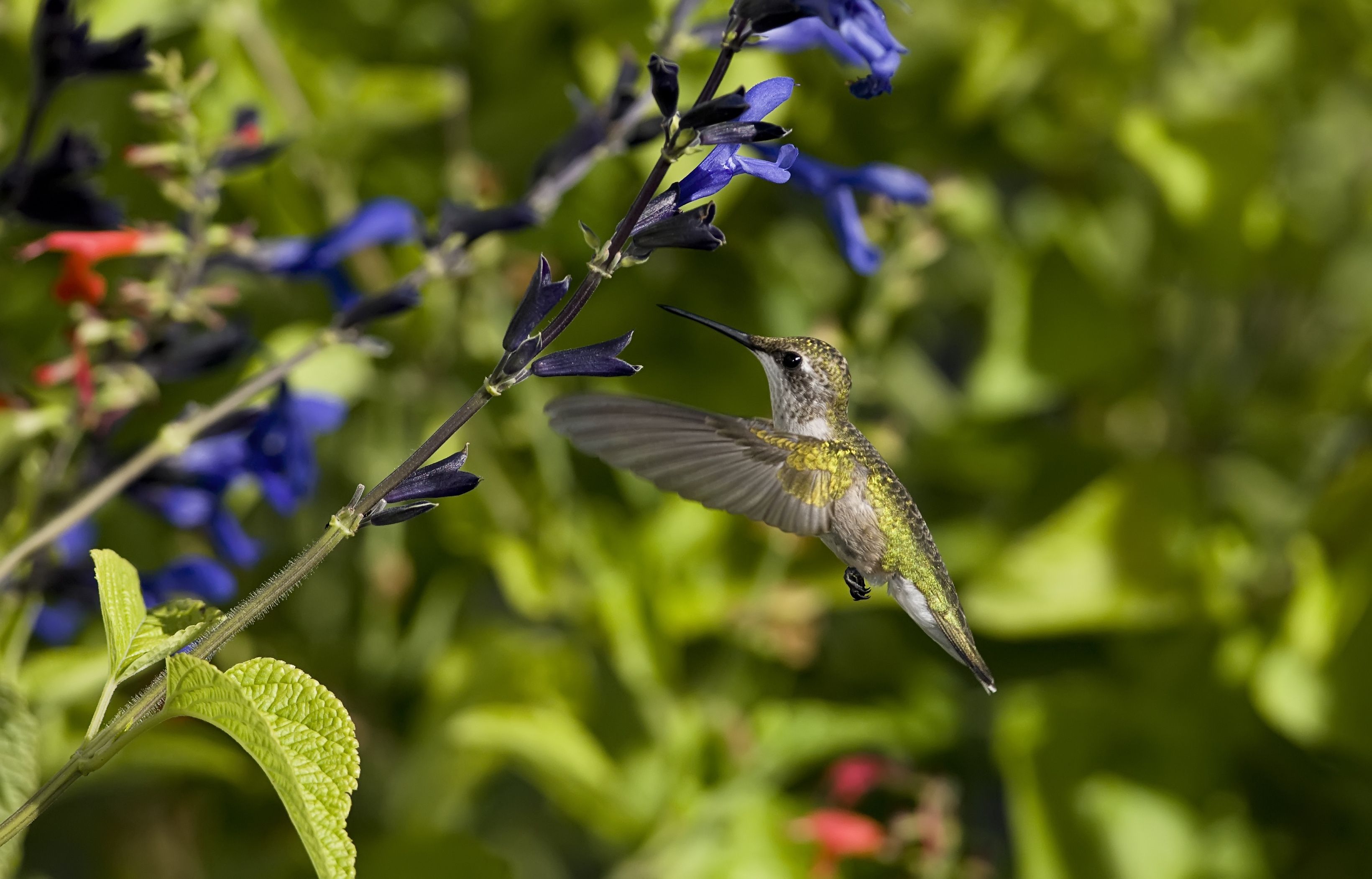 Download mobile wallpaper Flight, Wave, Flowers, Animals, Sweep, Wings, Bird, Humming Birds for free.