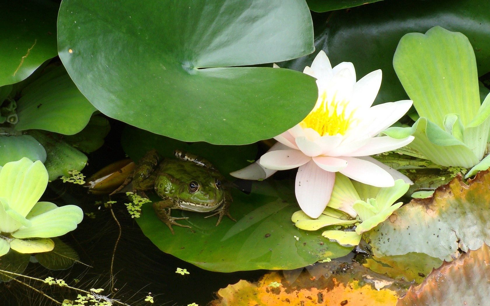Free download wallpaper Water, Frog, Animals, Leaves, Swamp, Water Lily on your PC desktop