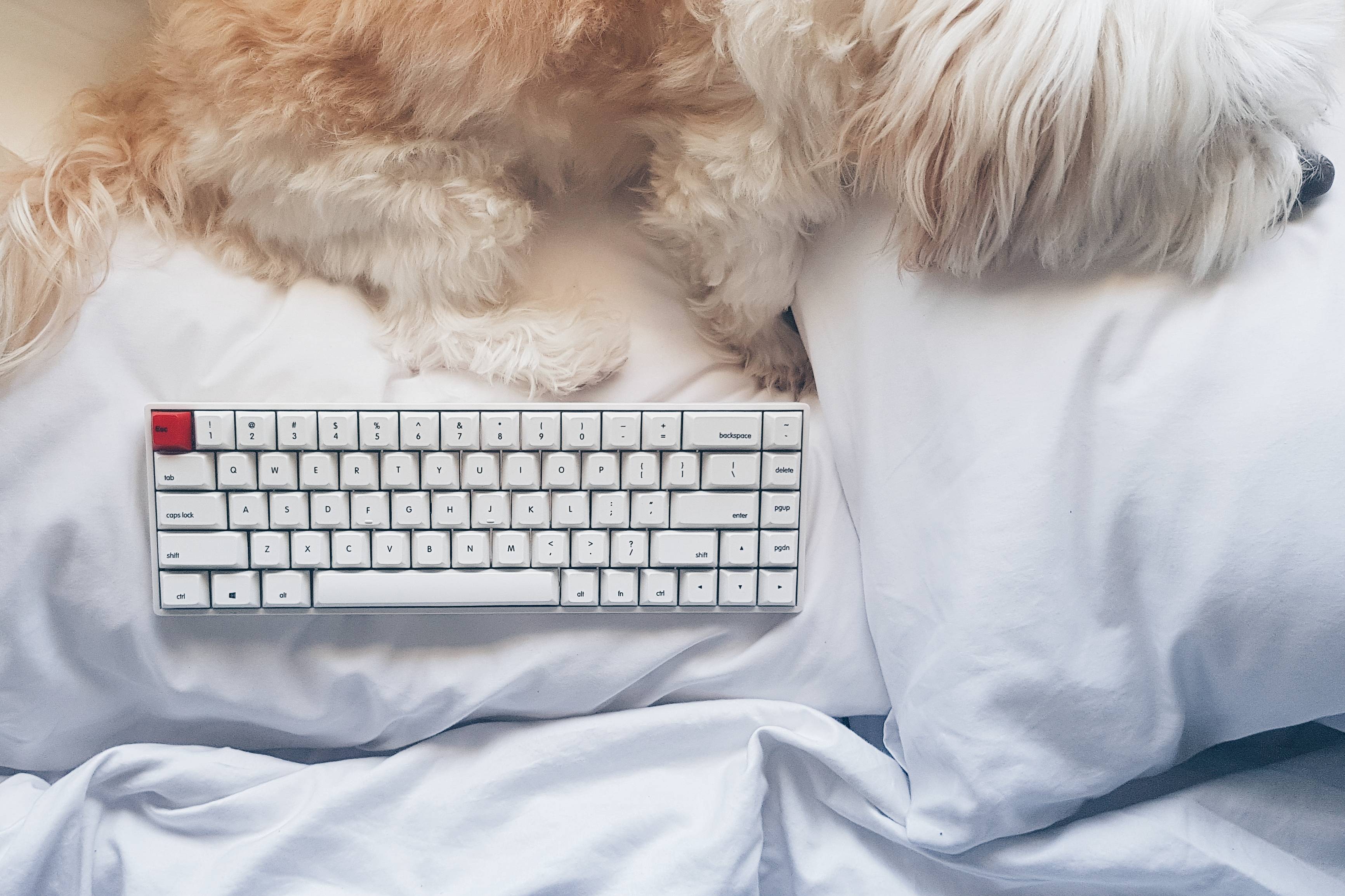 Free download wallpaper Dog, Technology, Keyboard on your PC desktop