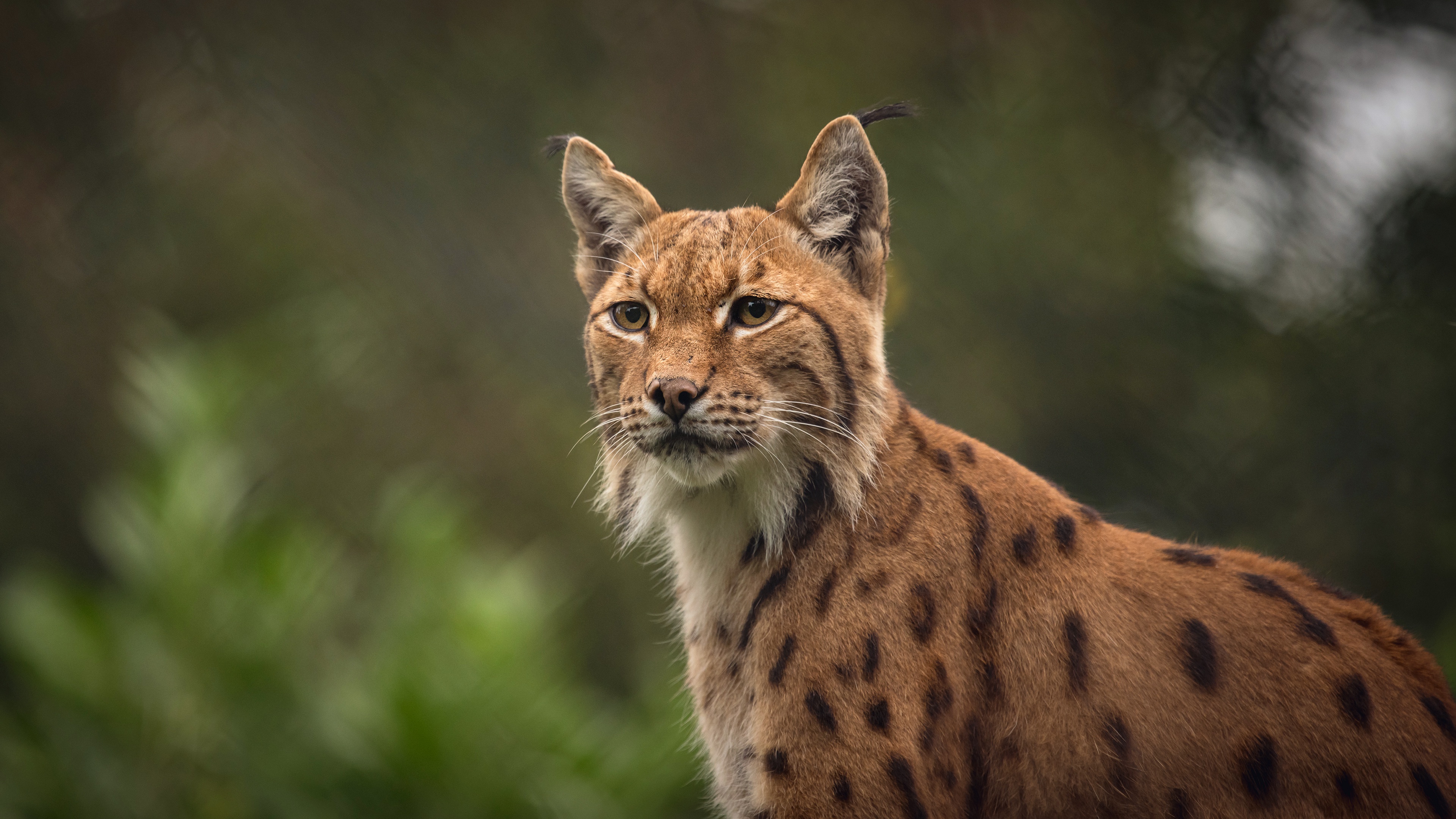 Handy-Wallpaper Tiere, Katzen, Luchs kostenlos herunterladen.