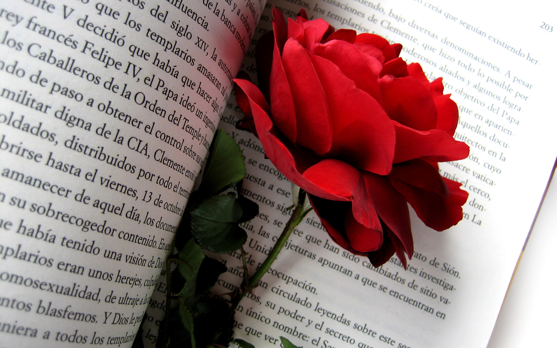 Download mobile wallpaper Flower, Rose, Book, Man Made for free.