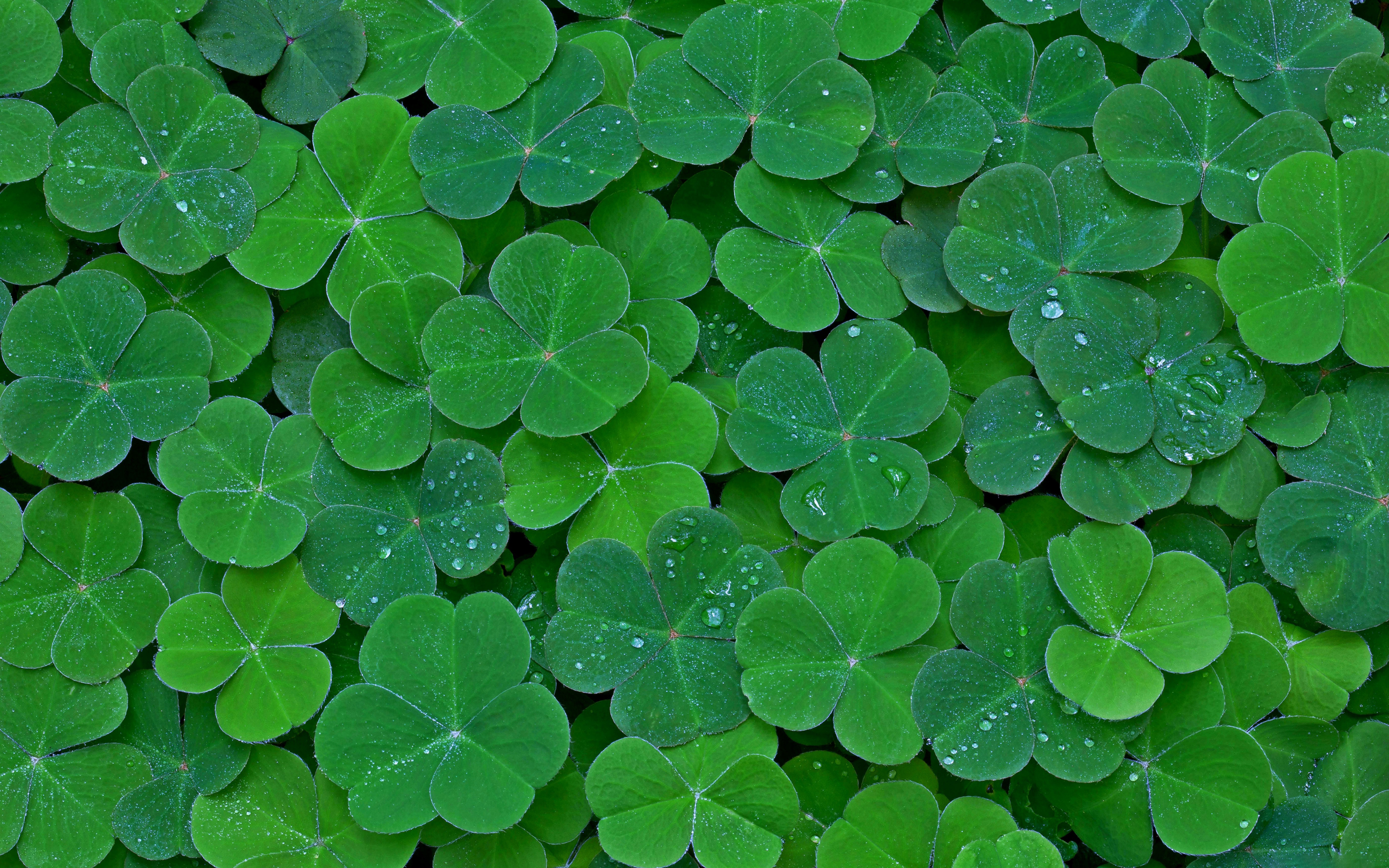 Free download wallpaper Plant, Leaf, Earth, Clover, Greenery on your PC desktop