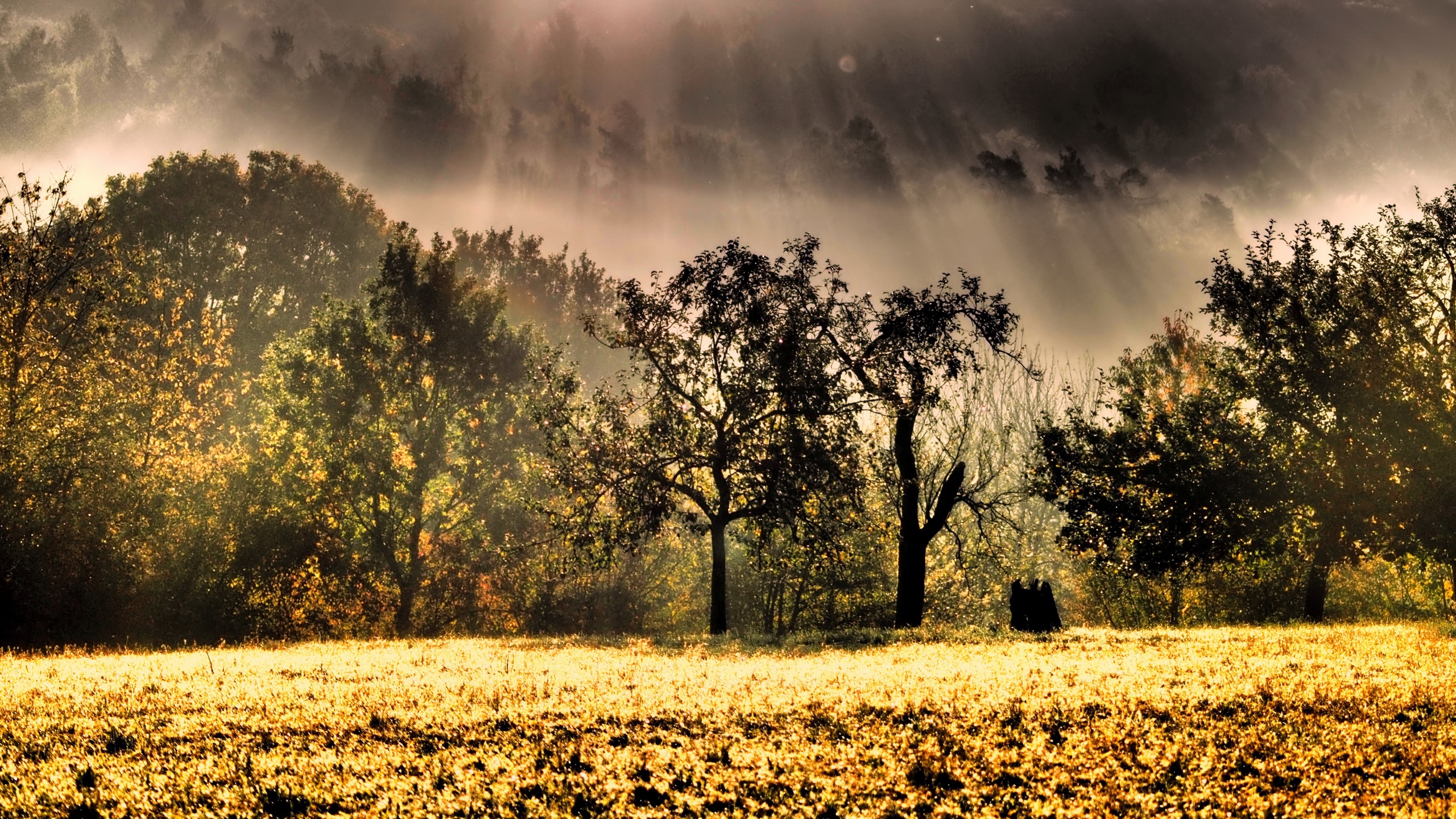 Baixar papel de parede para celular de Natureza, Árvore, Terra/natureza, Neblina, Raio Solar gratuito.