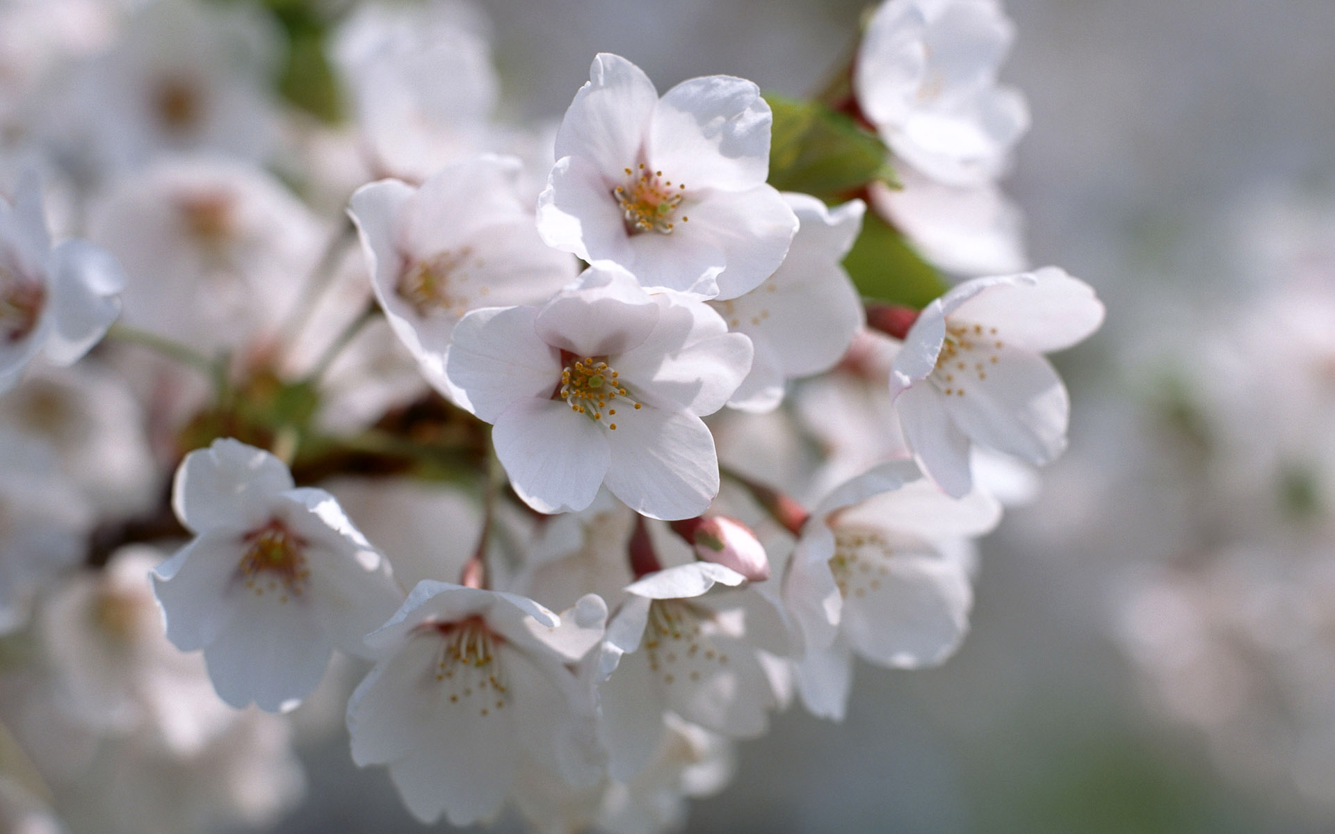 Free download wallpaper Blossom, Flowers, Earth on your PC desktop