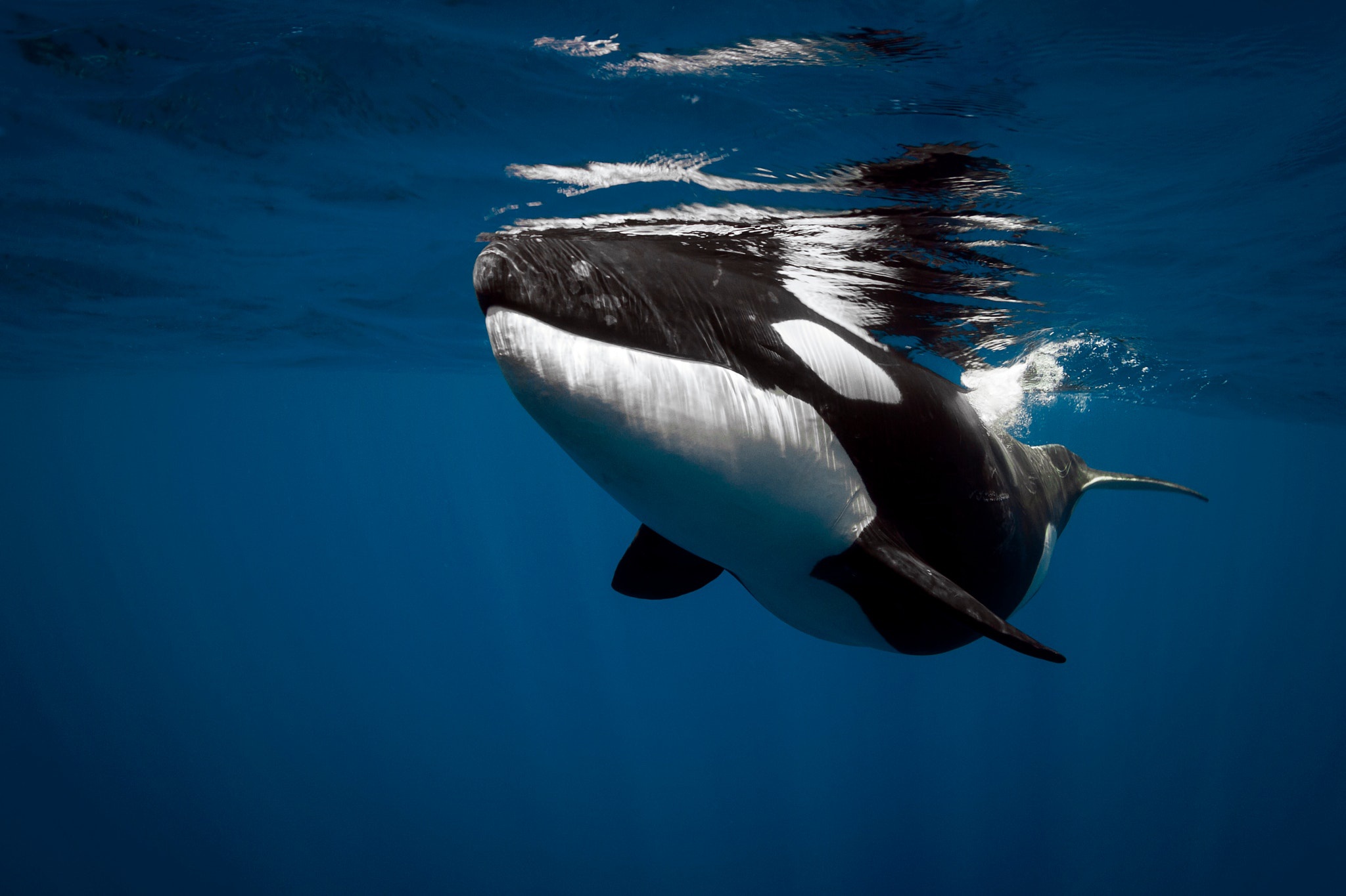 853195 baixar papel de parede animais, orca, vida marinha, embaixo da agua - protetores de tela e imagens gratuitamente