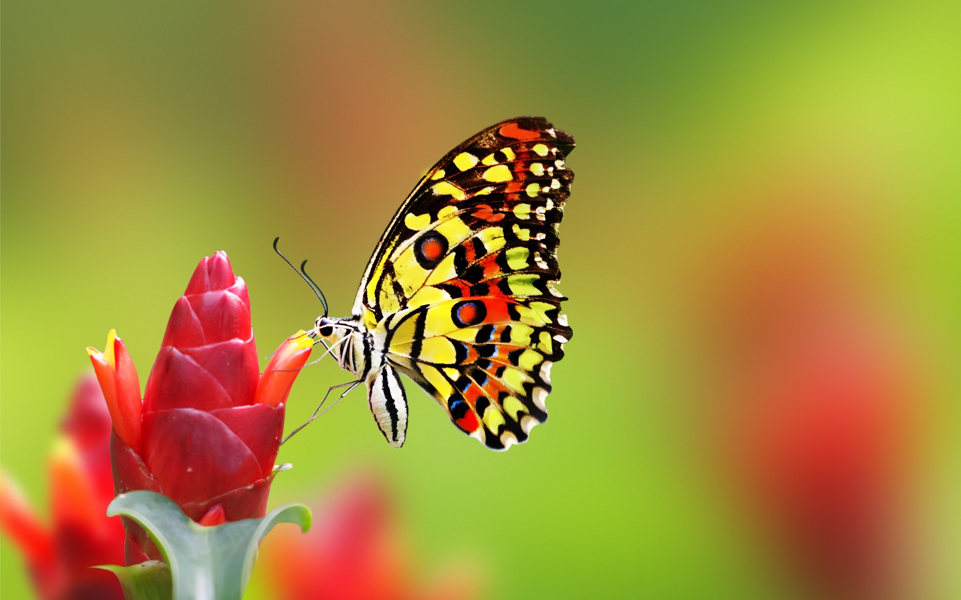 Скачать обои бесплатно Животные, Цветок, Макро, Бабочка, Красочный картинка на рабочий стол ПК