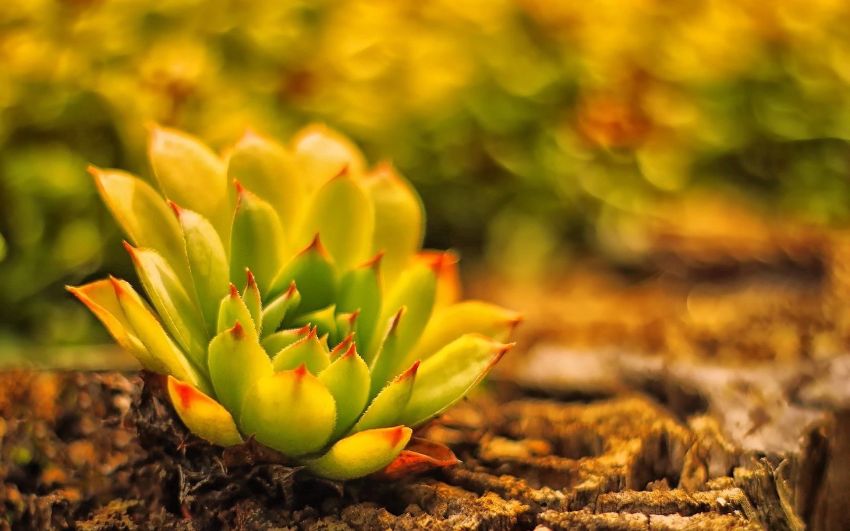 Free download wallpaper Blur, Smooth, Land, Stone Rose, Macro, Cactus, Plant, Earth on your PC desktop