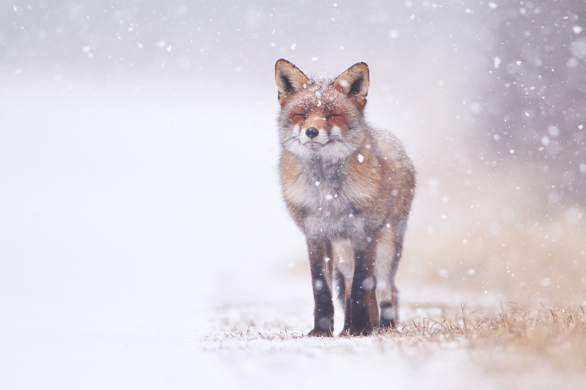 Download mobile wallpaper Fox, Animal for free.