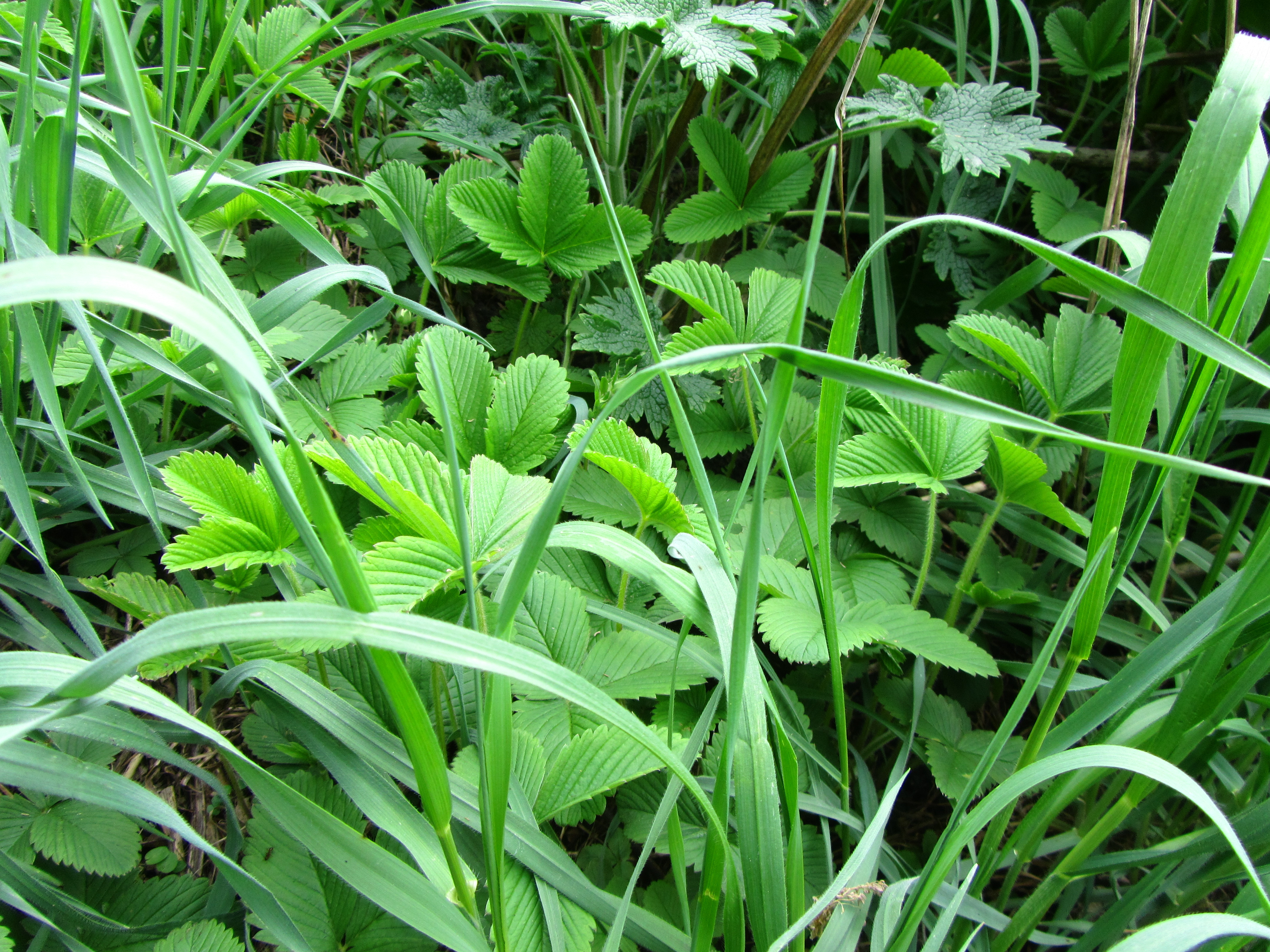 Téléchargez gratuitement l'image Plante, Terre/nature sur le bureau de votre PC