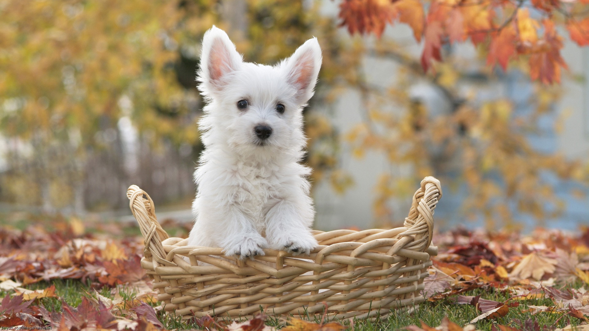 Download mobile wallpaper Dog, Animal, Puppy, Cute for free.