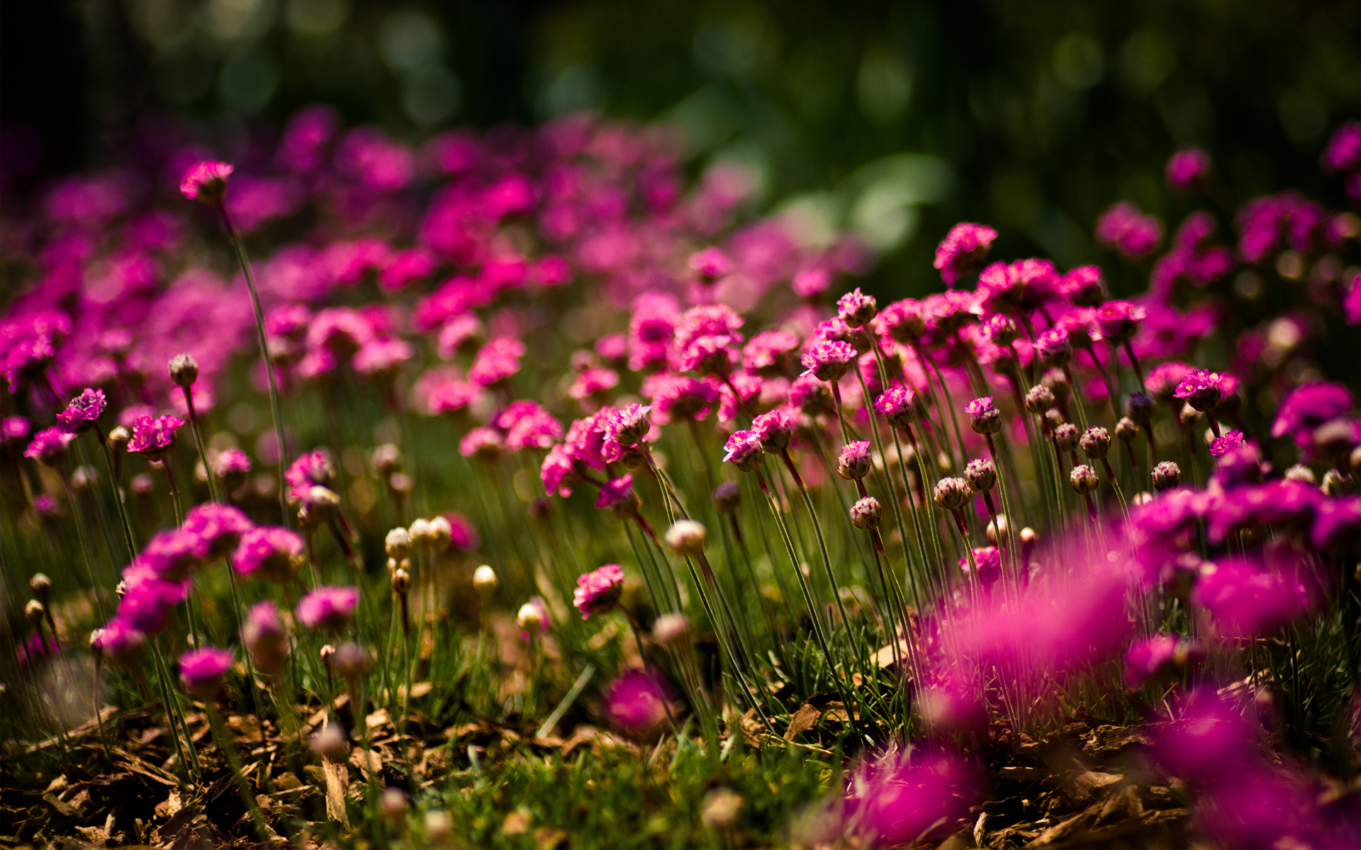 Téléchargez gratuitement l'image Fleurs, Fleur, Terre/nature sur le bureau de votre PC