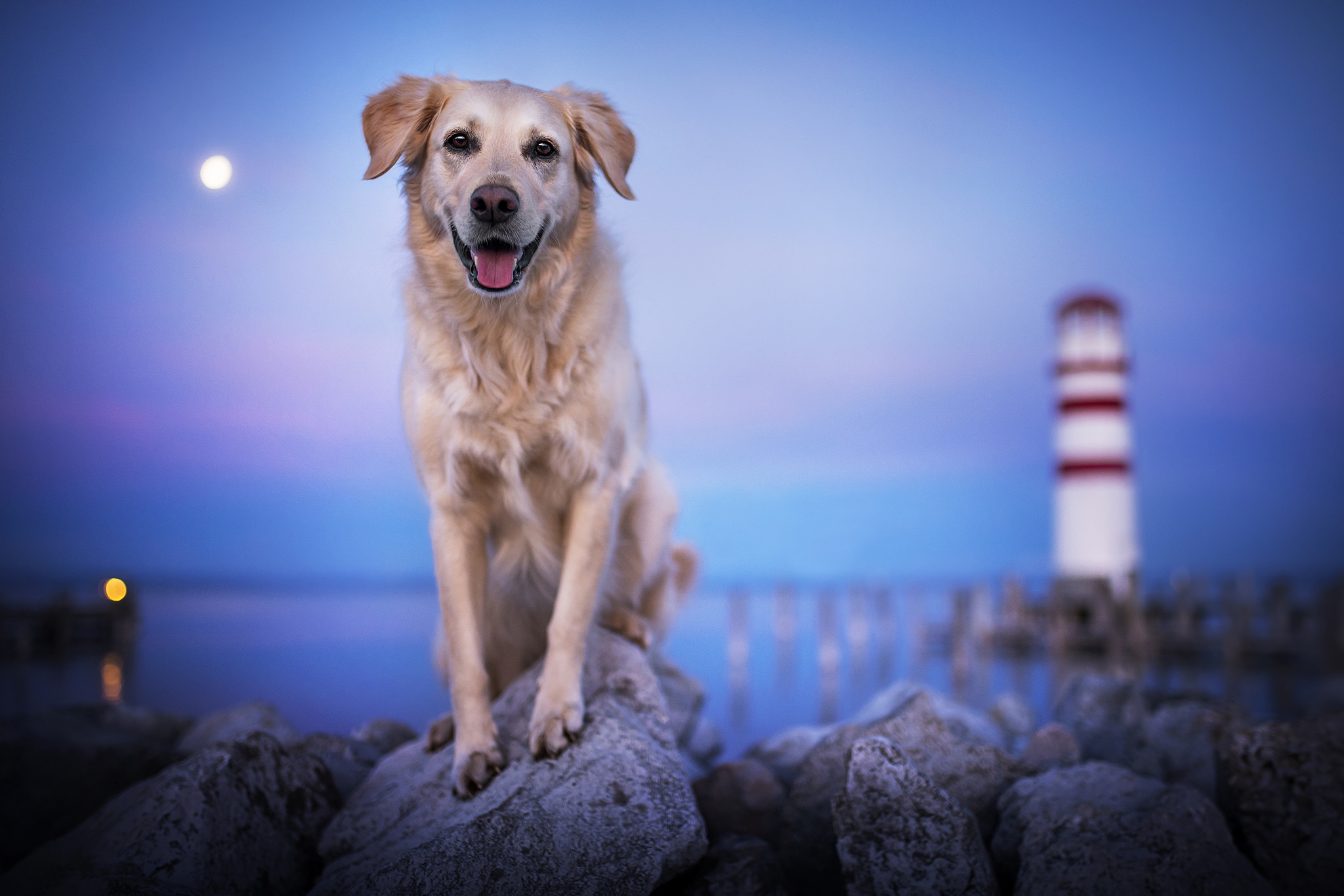 PCデスクトップに動物, 犬, ゴールデンレトリバー, 被写界深度画像を無料でダウンロード