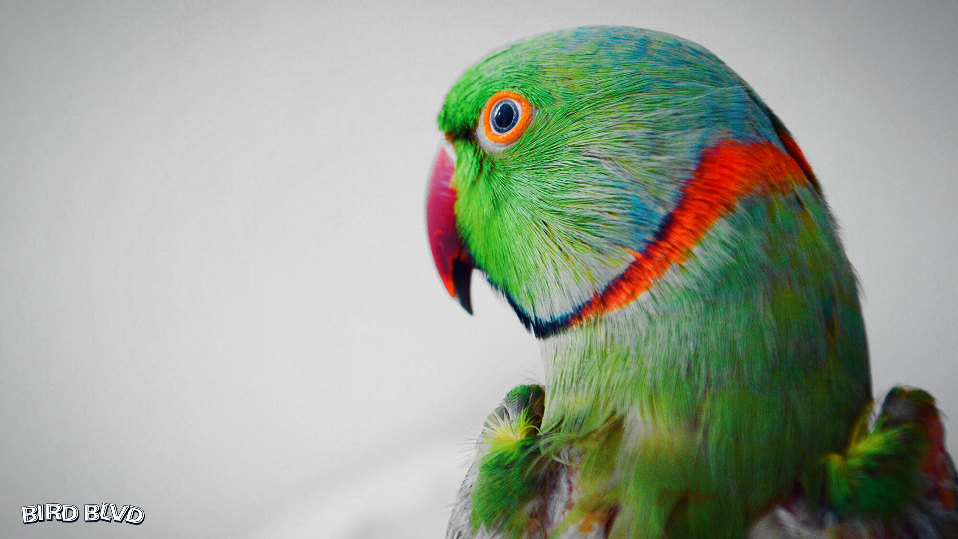 474231 descargar imagen animales, periquito de anillos rosados, ave, perico, aves: fondos de pantalla y protectores de pantalla gratis
