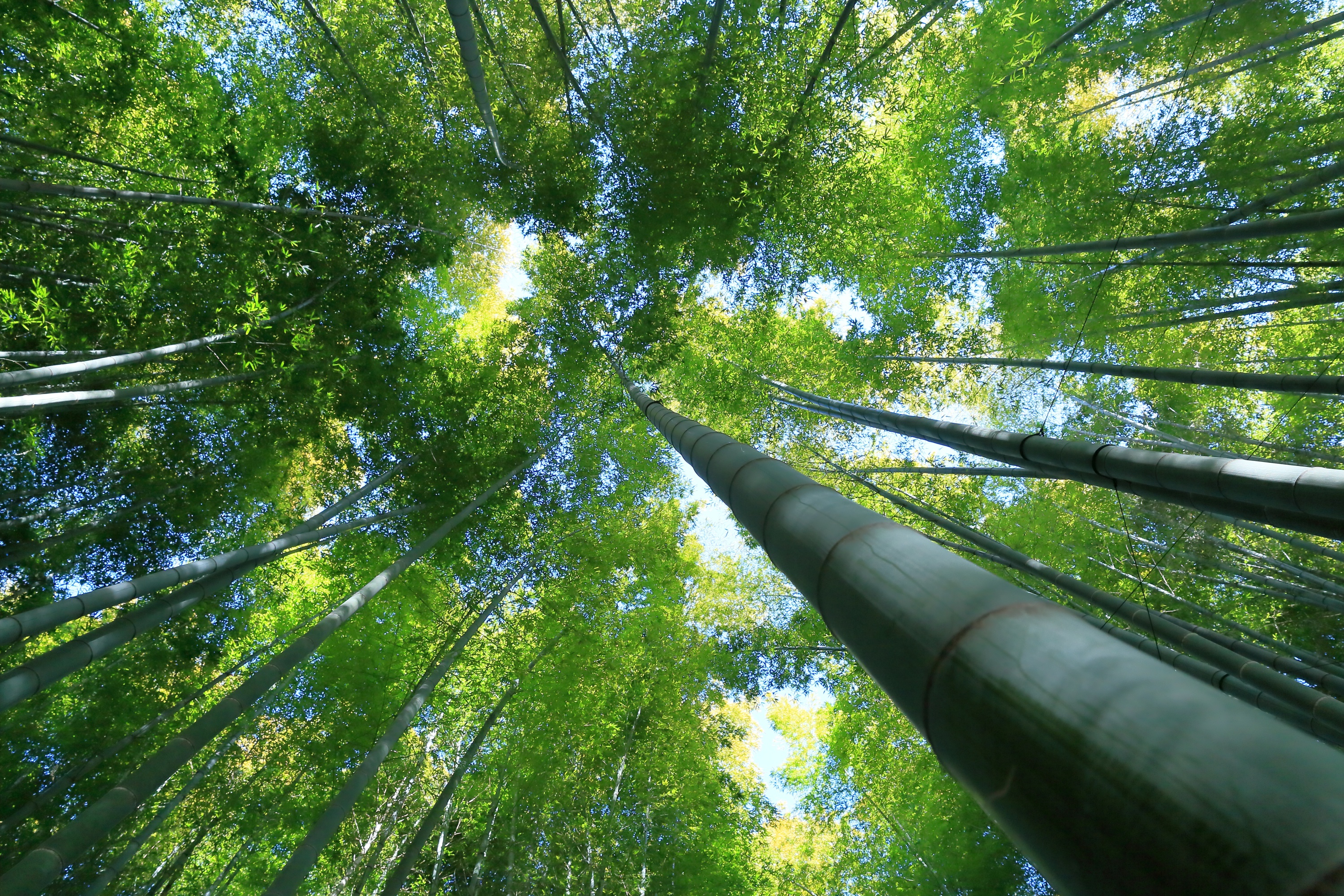 Baixar papel de parede para celular de Natureza, Floresta, Bambu, Terra/natureza gratuito.